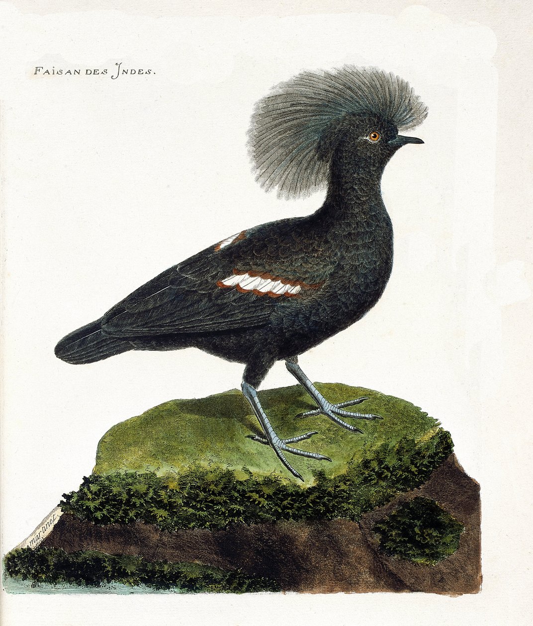 Wykres zoologiczny (ornitologia): Bażant indyjski (goura crown lub goura cristata). Ilustracja w „Historii ptaków malowanych w ich pozornych i wrażliwych aspektach” Francois Nicolas Martinet (1731-1800). Prywatna kolekcja. autorstwa Francois Nicolas Martinet