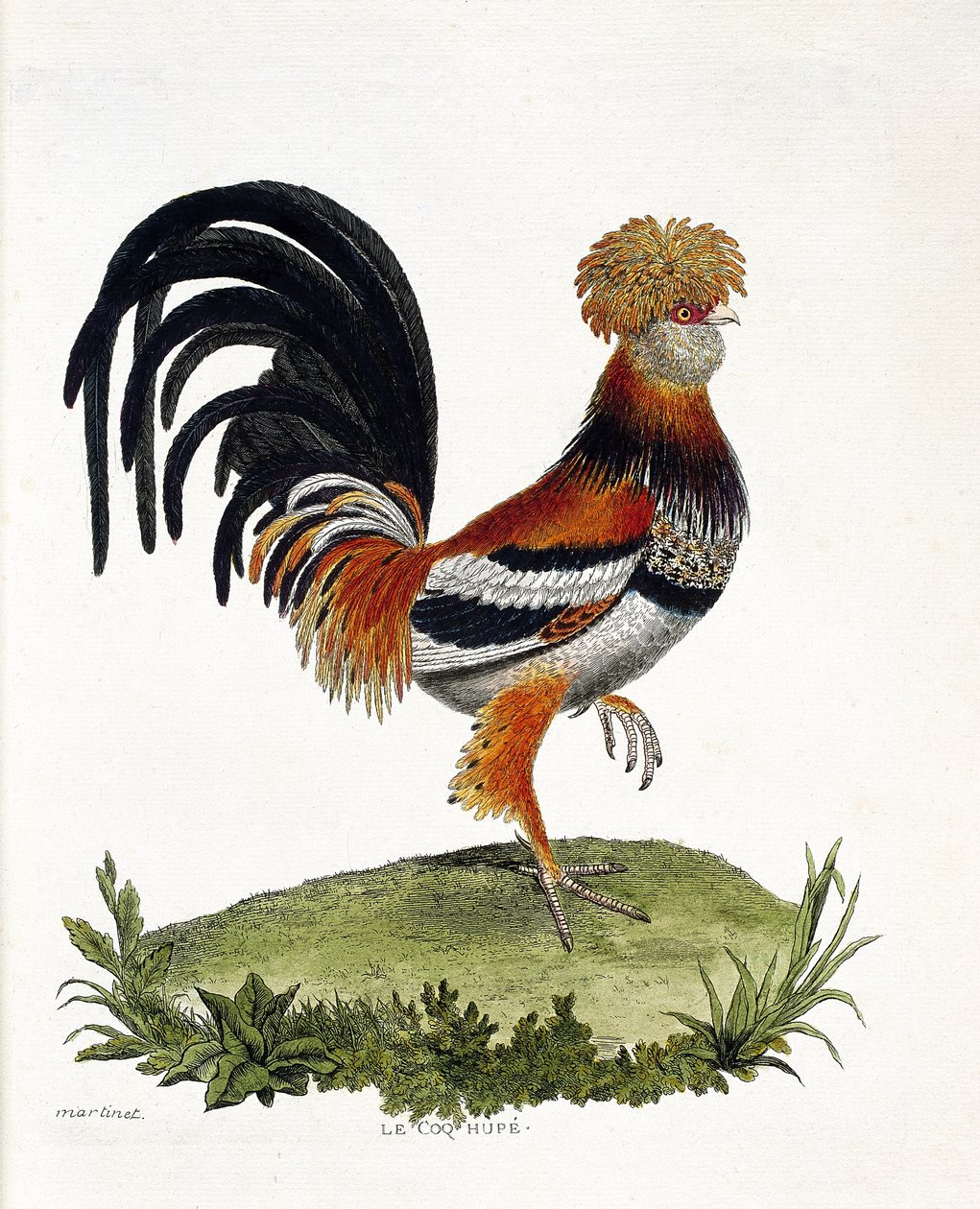 Wykres zoologiczny (ornitologia): Kogut (kogut domowy lub gallus gallus). Ilustracja w „Historii ptaków, namalowanych w ich pozornych i wrażliwych aspektach” Francois Nicolas Martinet (1731-1800). Prywatna kolekcja. autorstwa Francois Nicolas Martinet