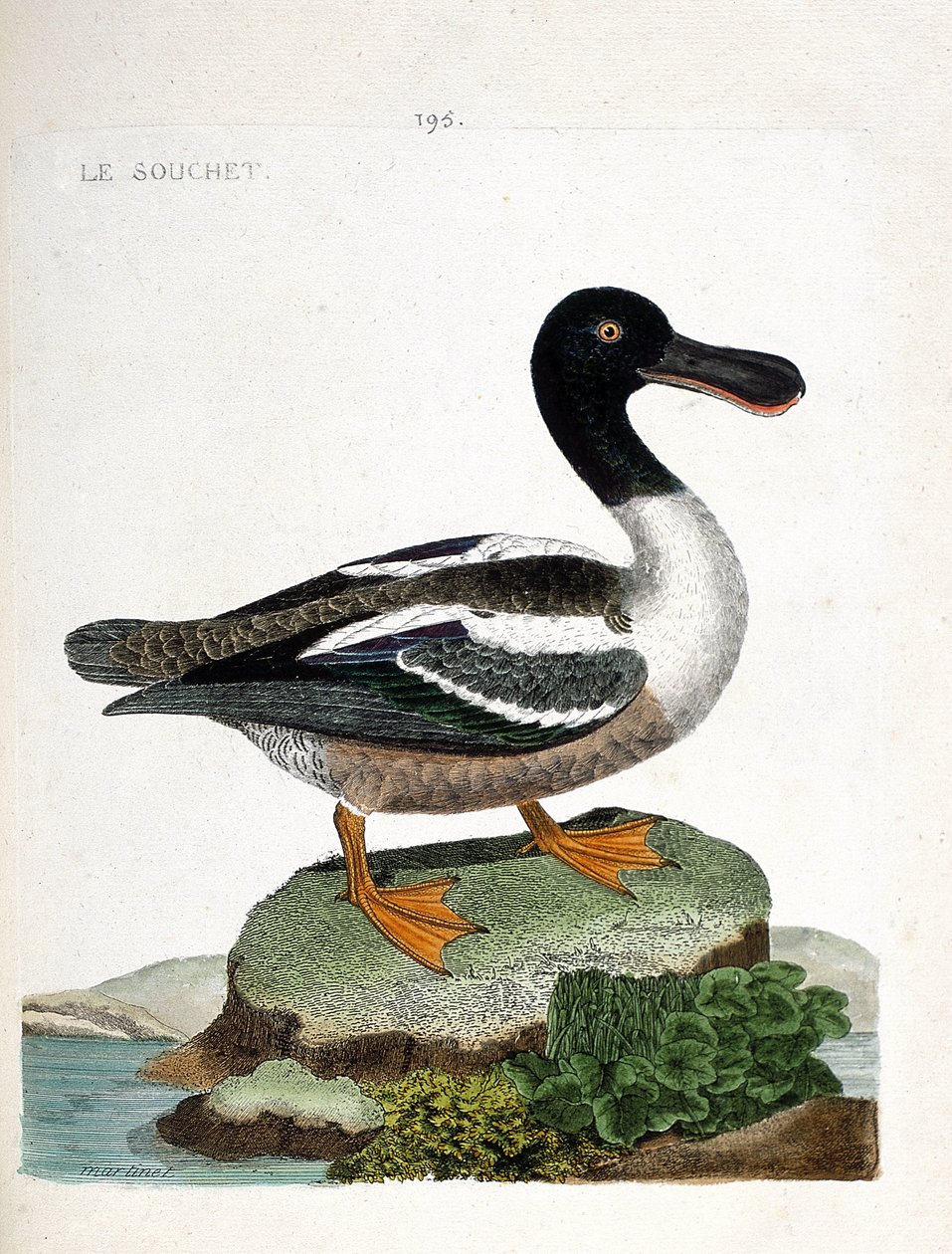 Wykres zoologiczny (ornitologia): Odmiana (mała kaczka lub anas clypeata). Ilustracja w „Historii ptaków malowanych w ich pozornych i wrażliwych aspektach” Francois Nicolas Martinet (1731-1800). Prywatna kolekcja. autorstwa Francois Nicolas Martinet