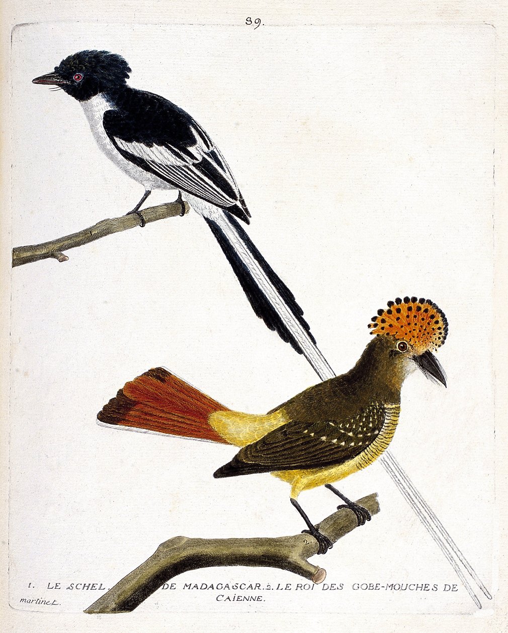 Wykres zoologiczny (ornitologia). U góry: Madagaskar schel (malagaski chitrec lub terpsiphone mutata). Niski rok: Król muchy (gobemouche lub mucha gob) Caienne (korony muchołówki lub onychorhynchus coronatus). Ilustracja w „Historii ptaków, Pai autorstwa Francois Nicolas Martinet
