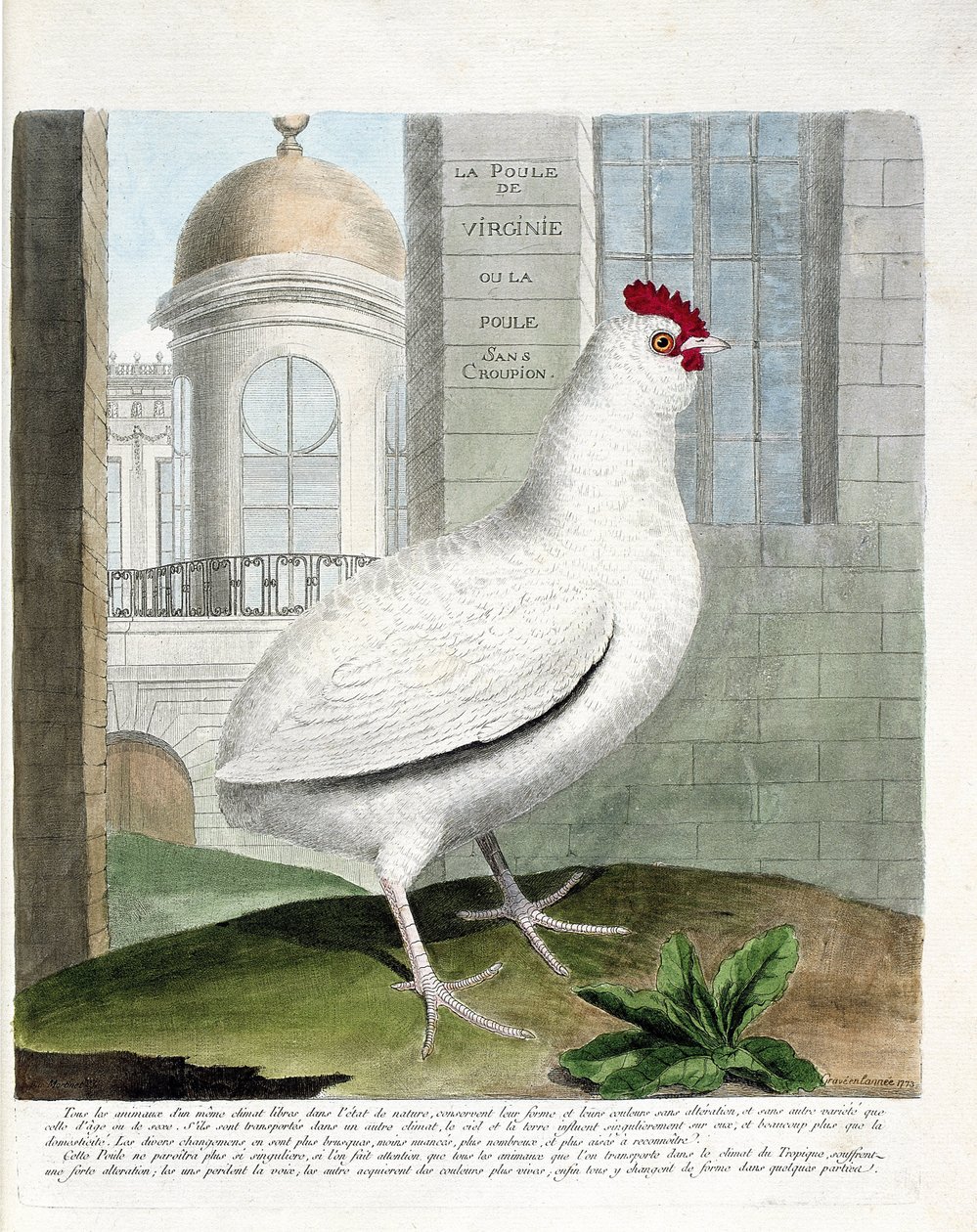 Wykres zoologiczny (ornitologia): kura Virginia lub kury bez zadu (kura domowa iu gallus gallus). Ilustracja w „Historii ptaków malowanych w ich pozornych i wrażliwych aspektach” Francois Nicolas Martinet (1731-1800). Prywatna kolekcja. autorstwa Francois Nicolas Martinet