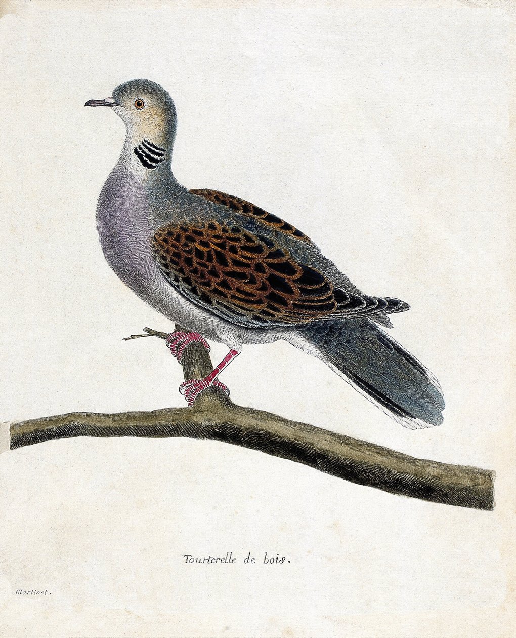 Wykres zoologiczny (ornitologia): gołąb leśny (słodziak lub streptopelia turtur) na gałęzi. Ilustracja w „Historii ptaków, namalowanych w ich pozornych i wrażliwych aspektach” Francois Nicolas Martinet (1731-1800). Prywatna kolekcja. autorstwa Francois Nicolas Martinet