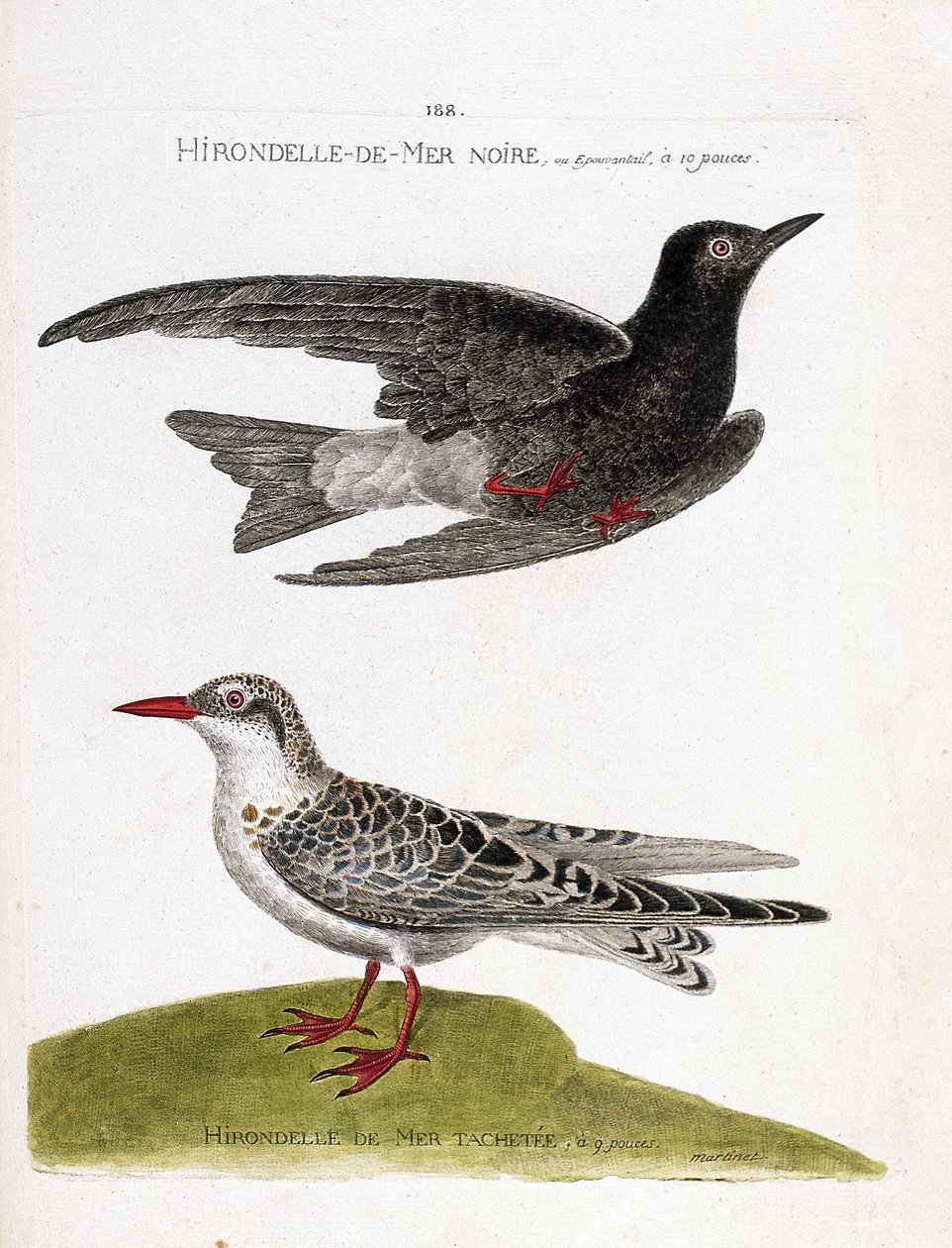 Wykres zoologiczny (ornitologia): jaskółka morska (jaskółka lub czarny karzeł lub chlidonias niger) w locie i jaskółka cętkowana (moustac guifet lub chlidonias hybrida). Ilustracja w „Historii ptaków malowanych w ich wyglądzie i wrażliwości” autorstwa Francois Nicolas Martinet