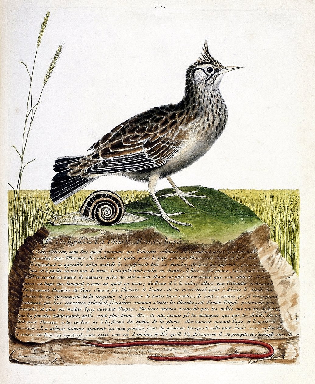 Wykres zoologiczny (ornitologia): cochevis (cochevis huppe lub Galerida cristata). Ilustracja w „Historii ptaków malowanych w ich pozornych i wrażliwych aspektach” Francois Nicolas Martinet (1731-1800). Prywatna kolekcja. autorstwa Francois Nicolas Martinet