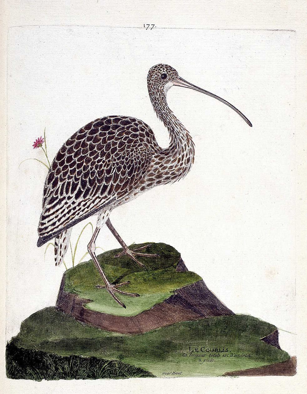 Wykres zoologiczny (ornitologia): kulik (jesion kulik lub numenius arquata). Ilustracja w „Historii ptaków, namalowanych w ich pozornych i wrażliwych aspektach” Francois Nicolas Martinet (1731-1800). Prywatna kolekcja. autorstwa Francois Nicolas Martinet
