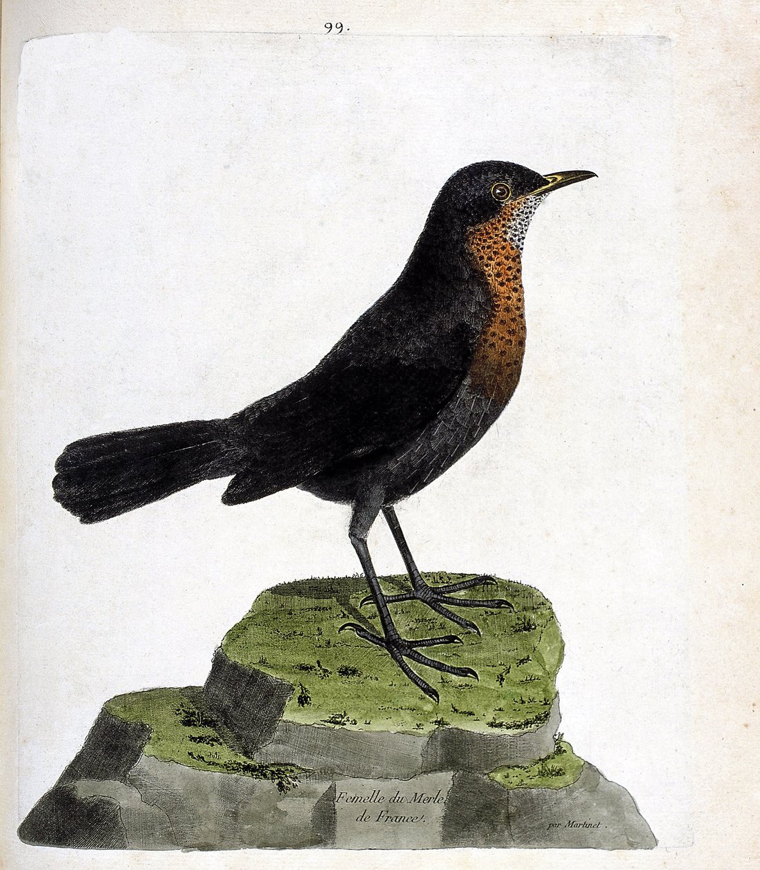 Wykres zoologiczny (ornitologia): samica kosa (czarny kos lub turdus merula). Ilustracja w „Historii ptaków, namalowanych w ich pozornych i wrażliwych aspektach” Francois Nicolas Martinet (1731-1800). Prywatna kolekcja. autorstwa Francois Nicolas Martinet