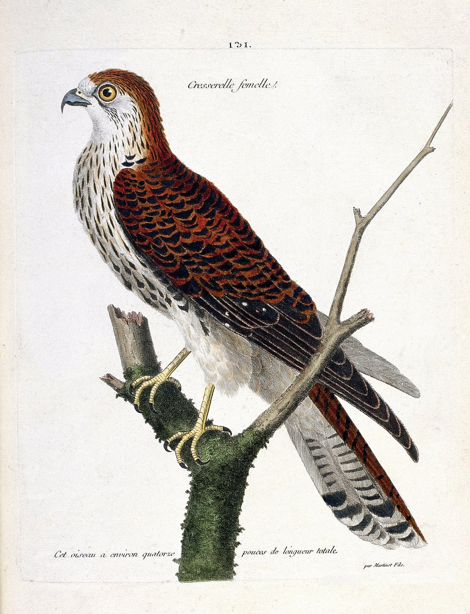 Wykres zoologiczny (ornitologia): samica rzeżuchy (jastrząb jastrząb lub falco tinnunculus) na gałęzi. Ilustracja w „Historii ptaków, namalowanych w ich pozornych i wrażliwych aspektach” Francois Nicolas Martinet (1731-1800). Prywatna kolekcja. autorstwa Francois Nicolas Martinet