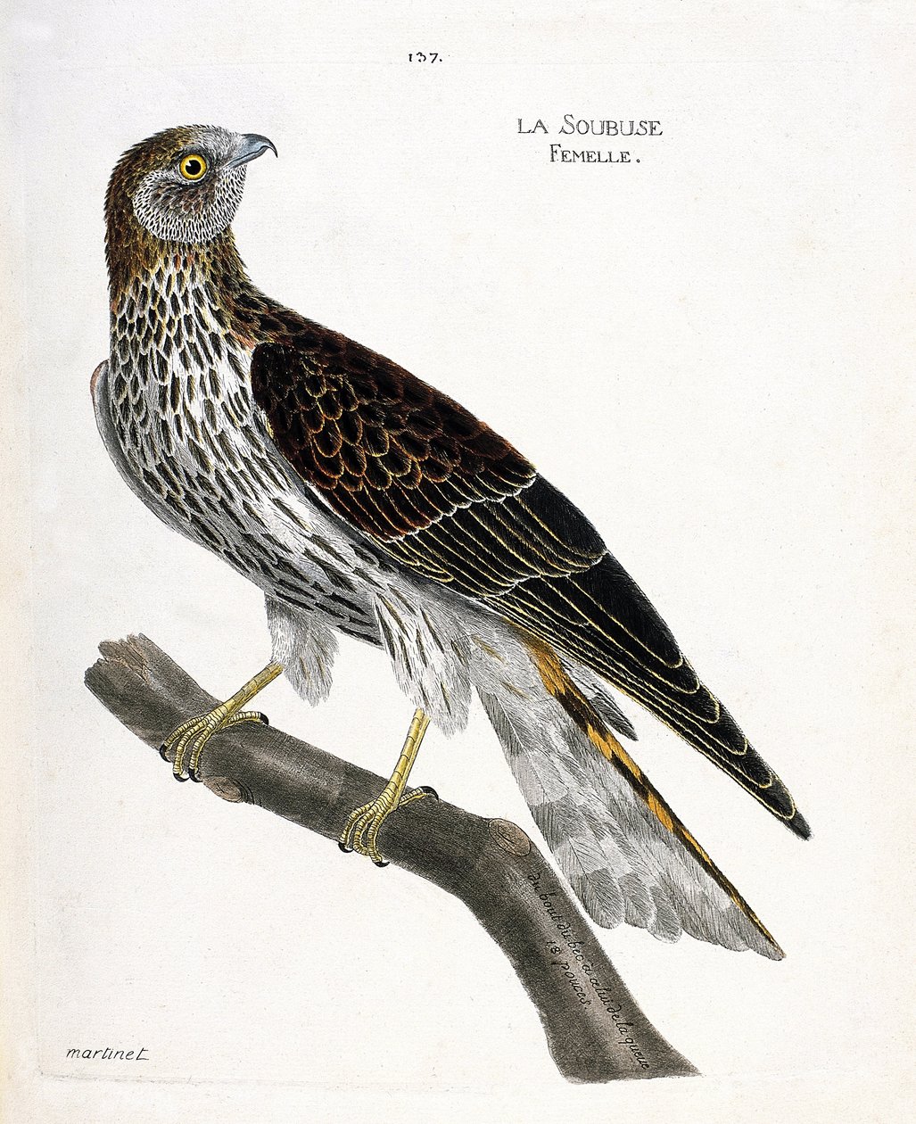 Wykres zoologiczny (ornitologia): żeński soubus (busard saint martin lub circus cyaneus) na gałęzi. Ilustracja w „Historii ptaków, namalowanych w ich pozornych i wrażliwych aspektach” Francois Nicolas Martinet (1731-1800). Prywatna kolekcja. autorstwa Francois Nicolas Martinet
