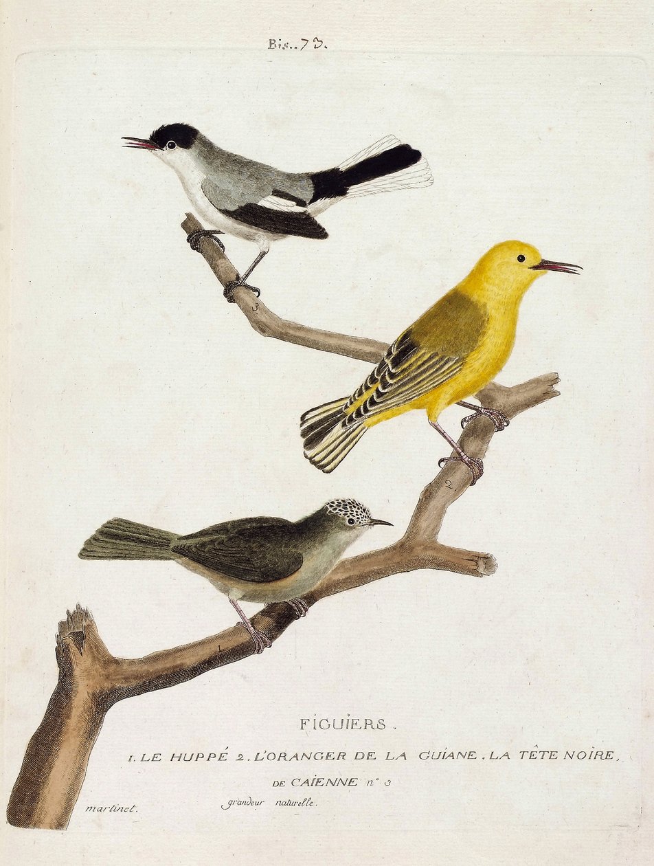 Wykres zoologiczny (ornitologia): drzewa figowe. Od dołu do góry: dudek (California gobemoucheron lub polioptila california), pomarańcza guian (pokrzewka lub protonotaria citrea) i czarna głowa Caienne (tropikalny gobemoucheron lub poliopt). autorstwa Francois Nicolas Martinet