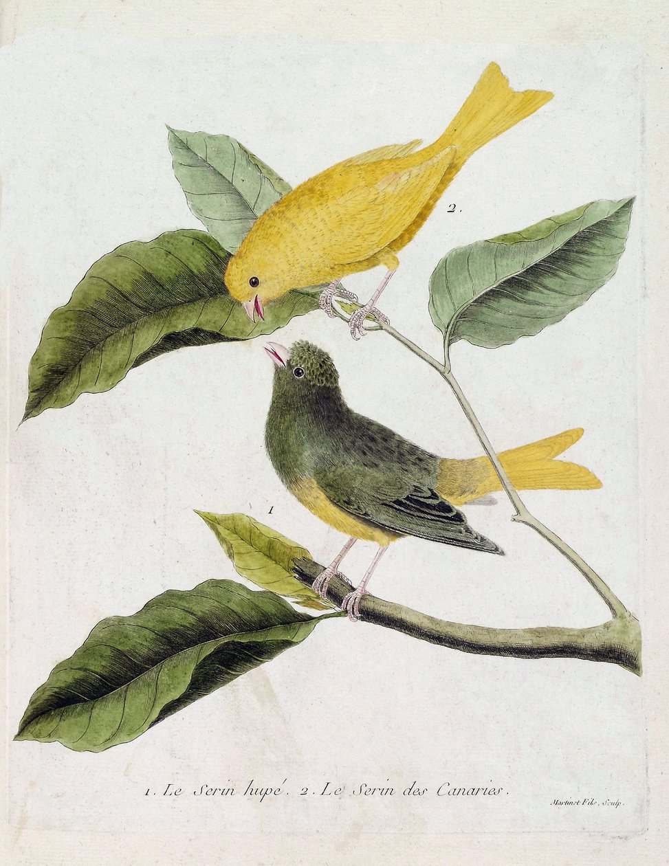 Wykres zoologiczny (ornitologia): od dołu do góry: serin hupe (serin des canaries lub serinus canaria) i serin des canaries na gałęzi. Ilustracja w „Historii ptaków, namalowanych w ich pozornych i wrażliwych aspektach” Francois Nico autorstwa Francois Nicolas Martinet