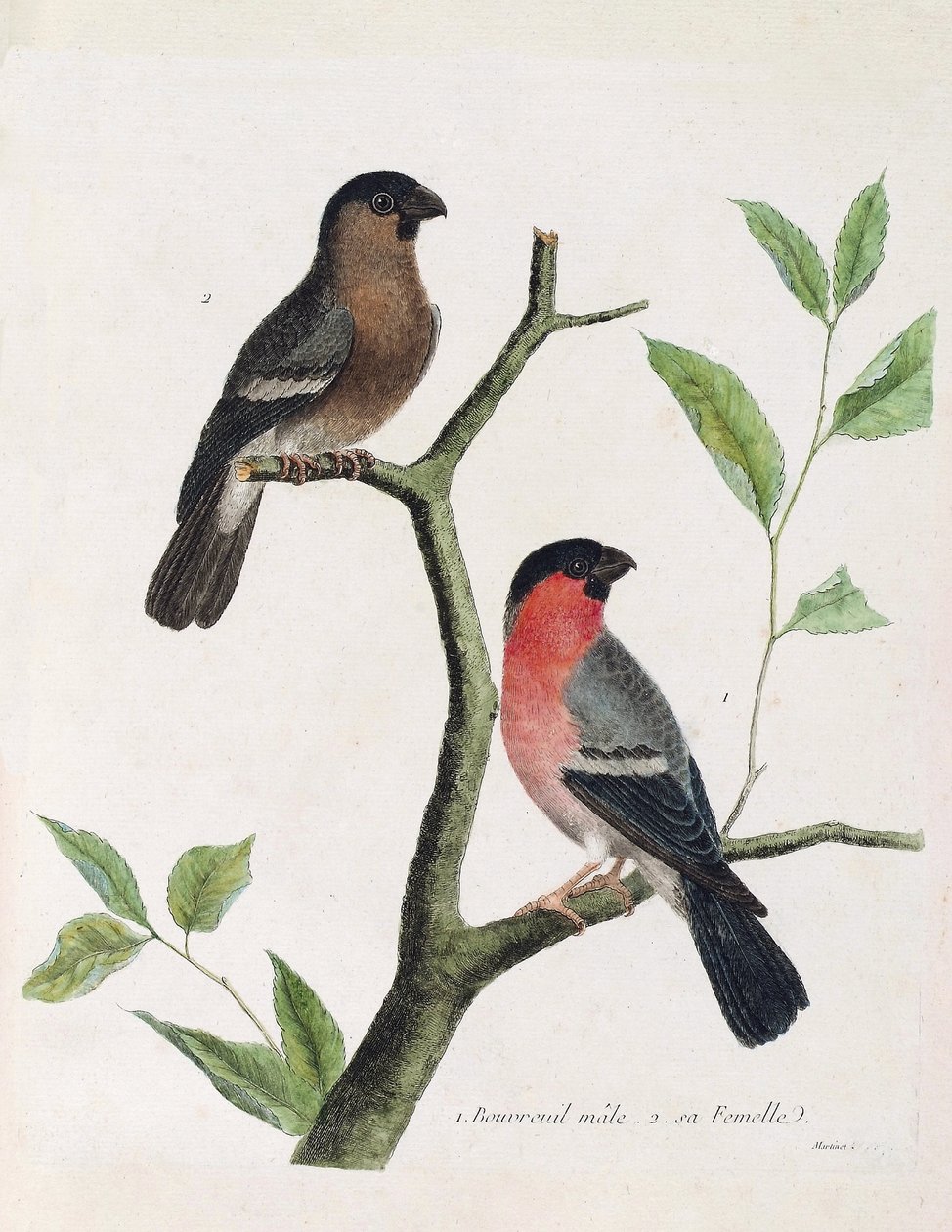 Wykres zoologiczny (ornitologia): od dołu do góry: bouvreil męski i żeński (peony bouvreil lub pyrrhula pyrrrhula) na gałęzi. Ilustracja w „Historii ptaków malowanych w ich pozornych i wrażliwych aspektach” Francois Nicolas Martinet (1731 autorstwa Francois Nicolas Martinet