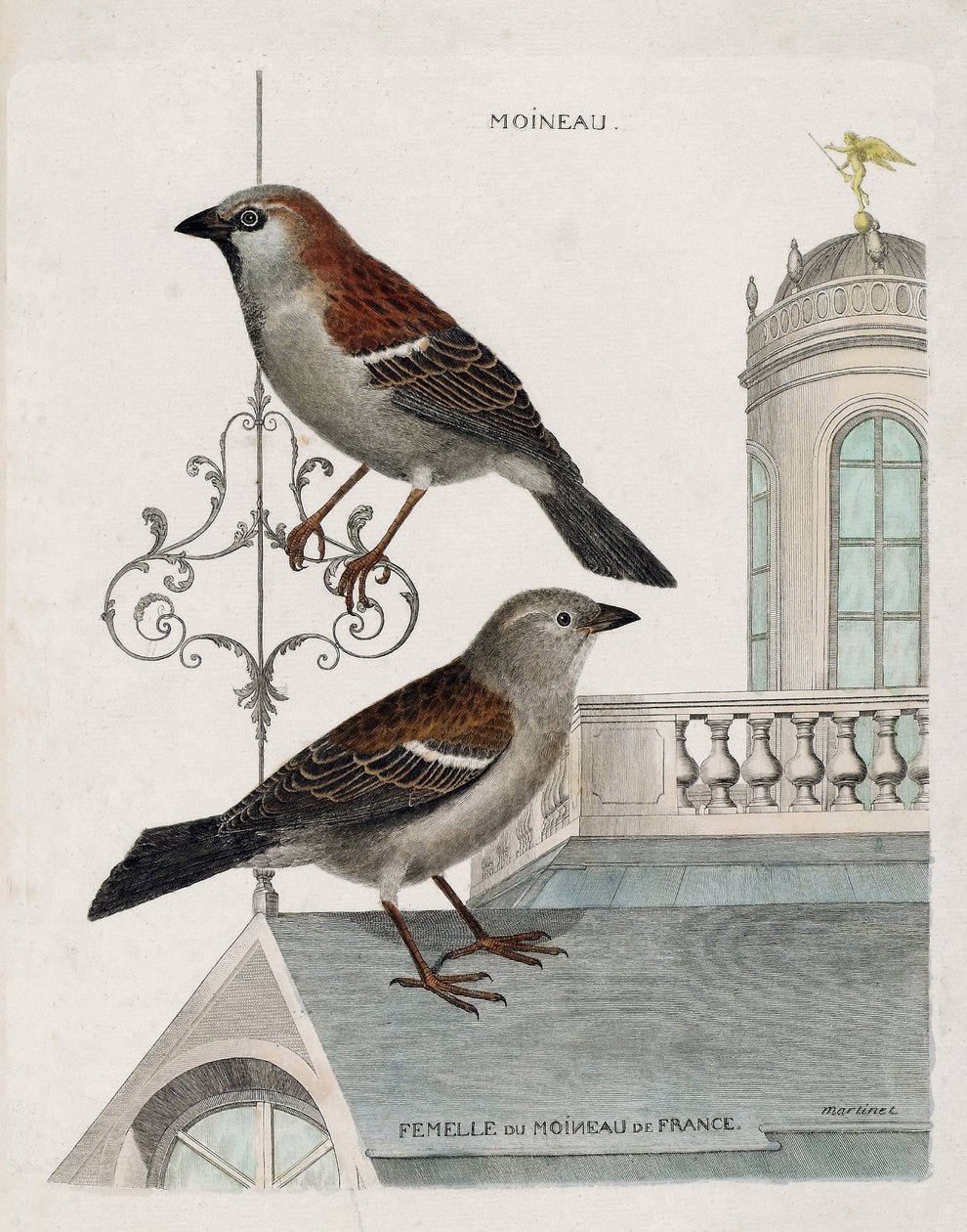 Wykres zoologiczny (ornitologia): od góry do dołu: Wróbel i samica wróbla francuskiego (wróbel domowy lub pass domesticus). Ilustracja w „Historii ptaków malowanych w ich pozornych i wrażliwych aspektach” Francois Nicolas Martinet autorstwa Francois Nicolas Martinet