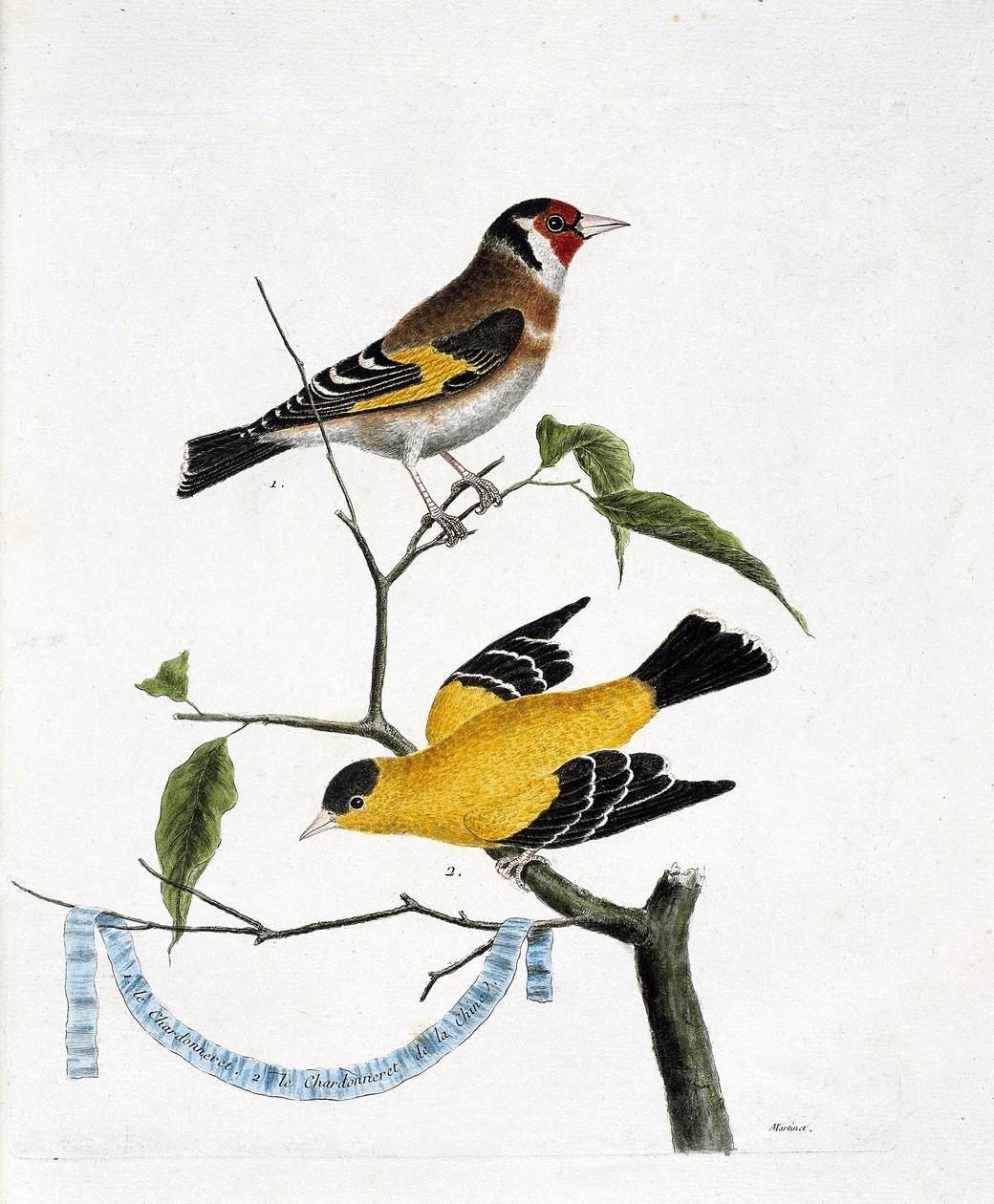 Wykres zoologiczny (ornitologia): od góry do dołu: chardonneret (chardonneret elegant lub carduelis carduelis) i chardonneret chiński (Tarin sad lub carduelis tristis) na gałęzi. Ilustracja w „Historii ptaków malowanych na ich wdzięku autorstwa Francois Nicolas Martinet