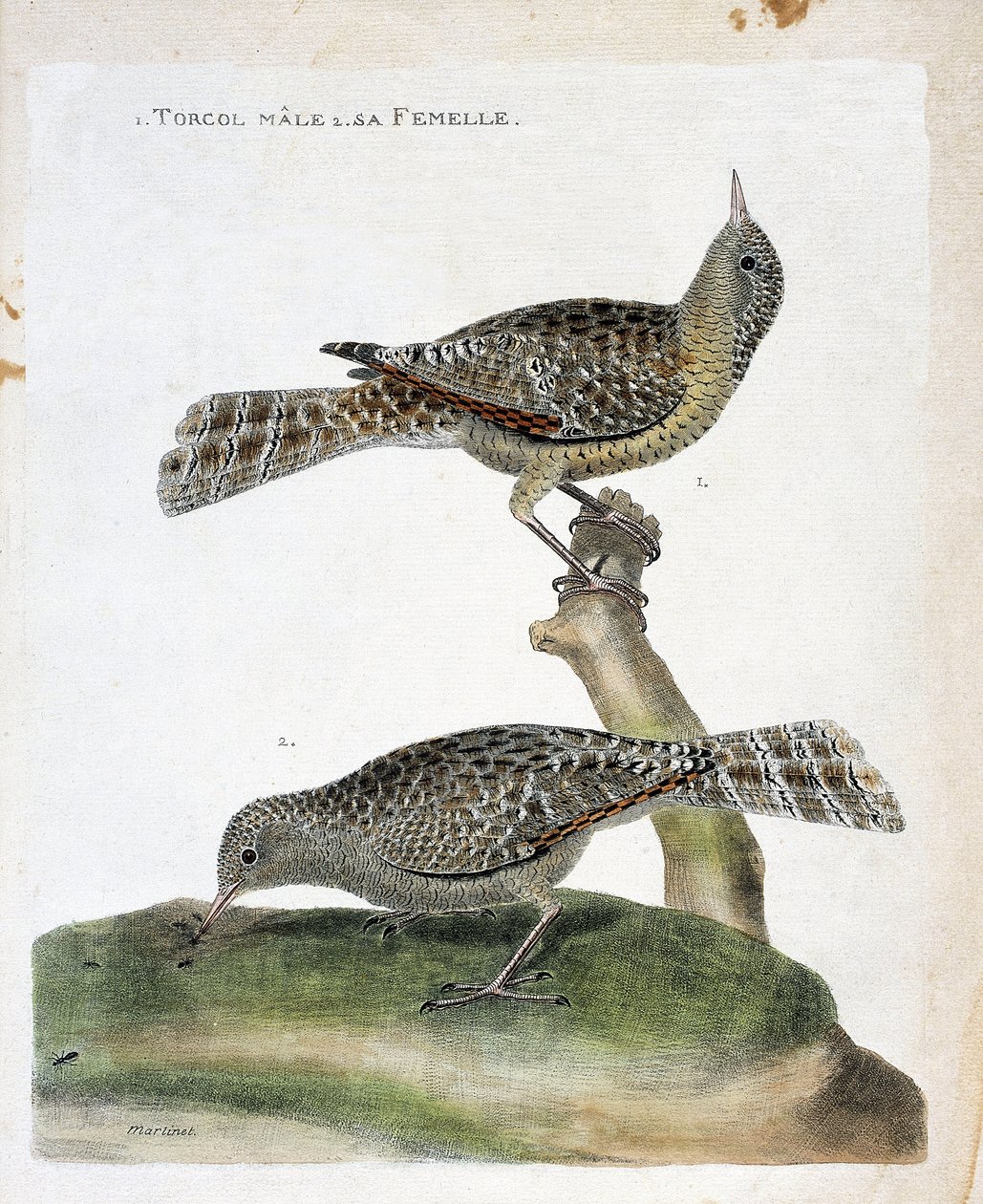 Wykres zoologiczny (ornitologia): od góry do dołu: samiec i samica (Torcol Fourmilier lub Jynx torquilla). Ilustracja w „Historii ptaków, namalowanych w ich pozornych i wrażliwych aspektach” Francois Nicolas Martinet (1731-1800). autorstwa Francois Nicolas Martinet