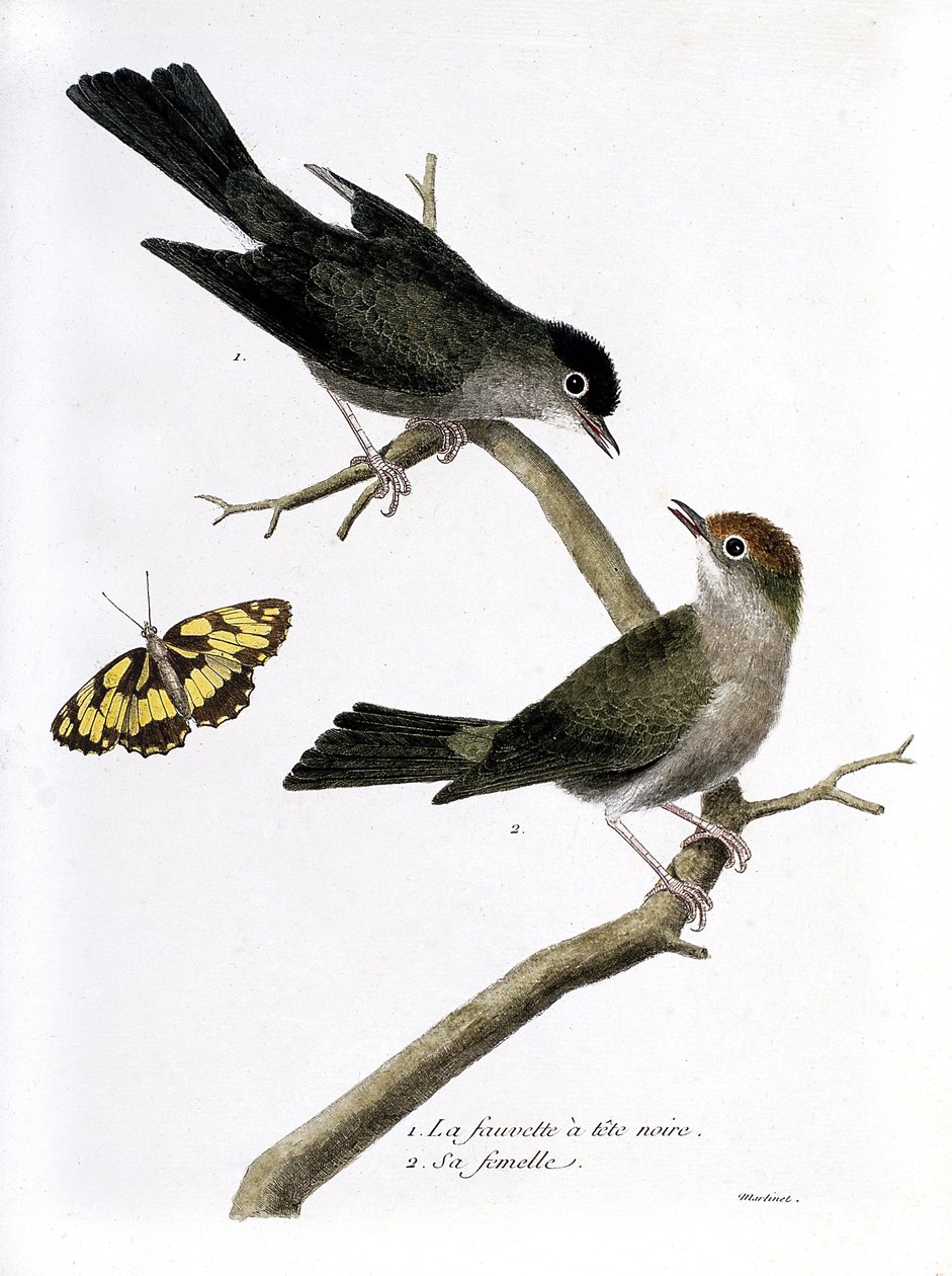 Wykres zoologiczny (ornitologia): od góry do dołu: zaskórnik jastrząb i jego samica (Sylvia atricapilla) na gałęzi. Ilustracja w „Historii ptaków, namalowanych w ich pozornych i wrażliwych aspektach” Francois Nicolas Martinet (1731-1800). P autorstwa Francois Nicolas Martinet