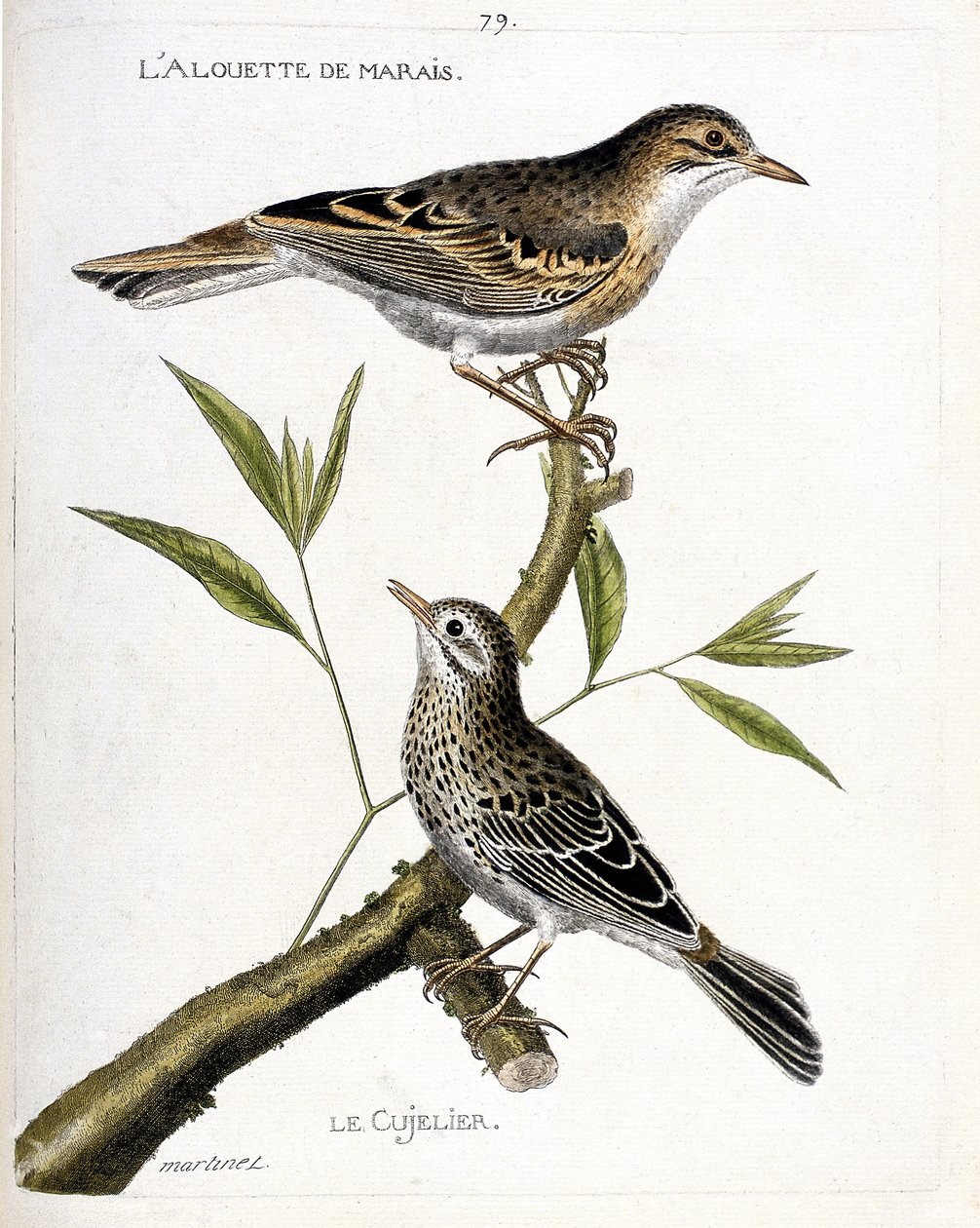 Wykres zoologiczny (ornitologia): od góry do dołu: skowronek błotny (świerlik pospolity lub anthus campestris) i cujelier (świerlik błotny lub anthus pratensis) na gałęzi. Ilustracja w „Historii ptaków, namalowanych w ich wyglądzie i wrażliwości autorstwa Francois Nicolas Martinet