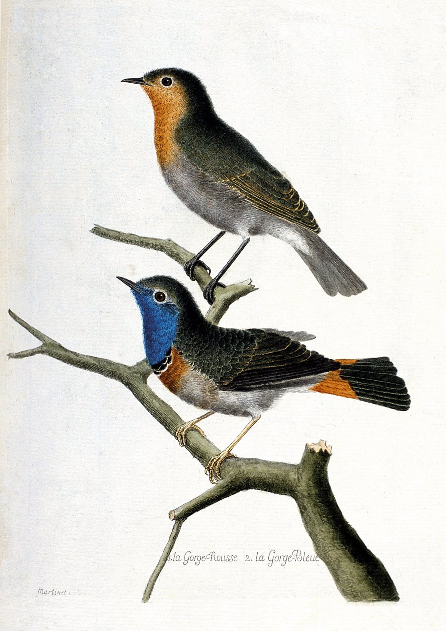 Wykres zoologiczny (ornitologia): od góry do dołu: czerwone gardło (czerwone gardło lub czerwone gardło lub erithacus rubecula) i niebieskie gardło (niebieskie gardło lub luscinia svecica) na gałęzi. Ilustracja w „Historii ptaków malowanych w ich pojawiani autorstwa Francois Nicolas Martinet
