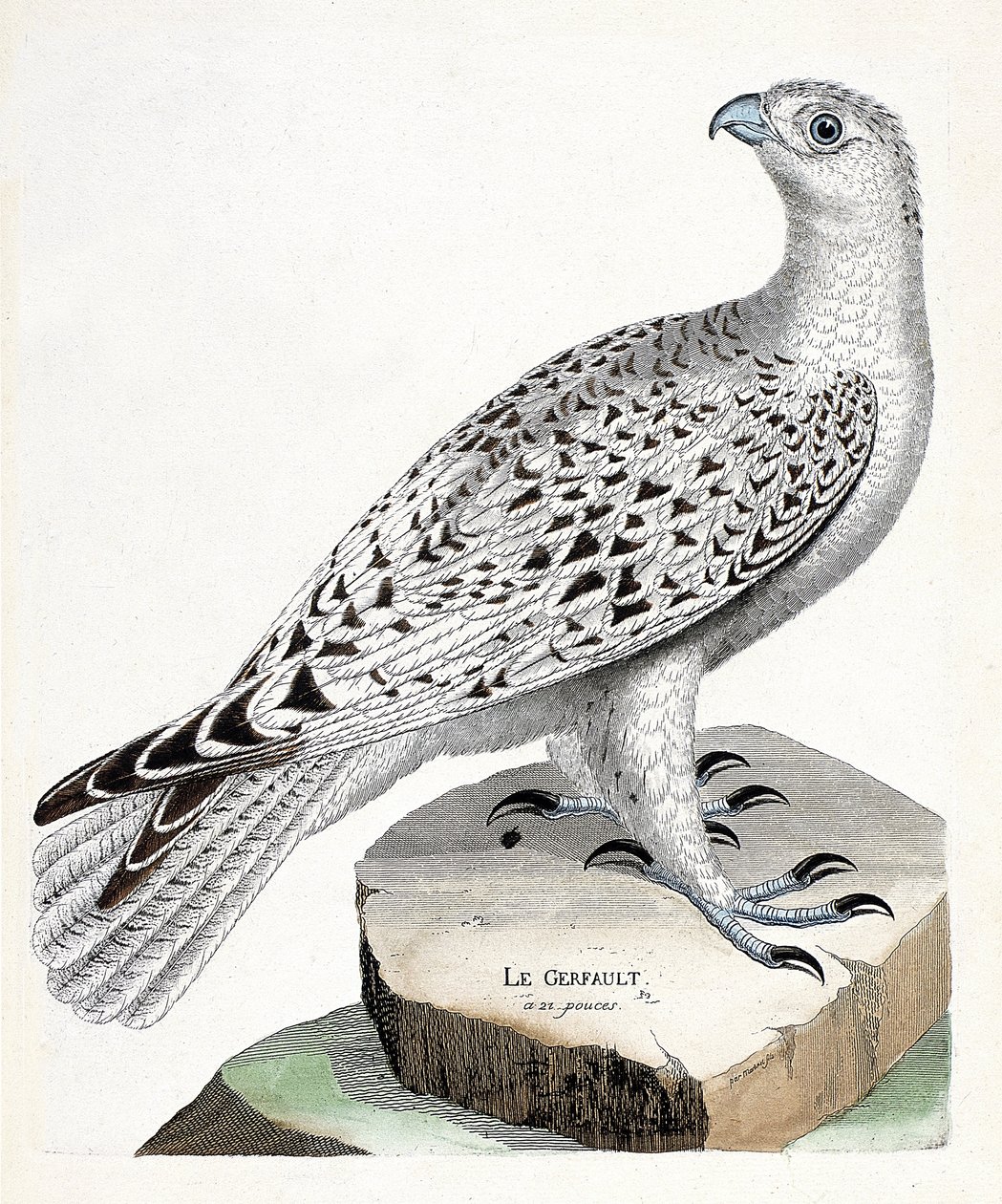 Wykres zoologiczny (ornitologia): gerfault (sokół gerfaut lub falco rusticolus). Ilustracja w „Historii ptaków malowanych w ich pozornych i wrażliwych aspektach” Francois Nicolas Martinet (1731-1800). Prywatna kolekcja. autorstwa Francois Nicolas Martinet