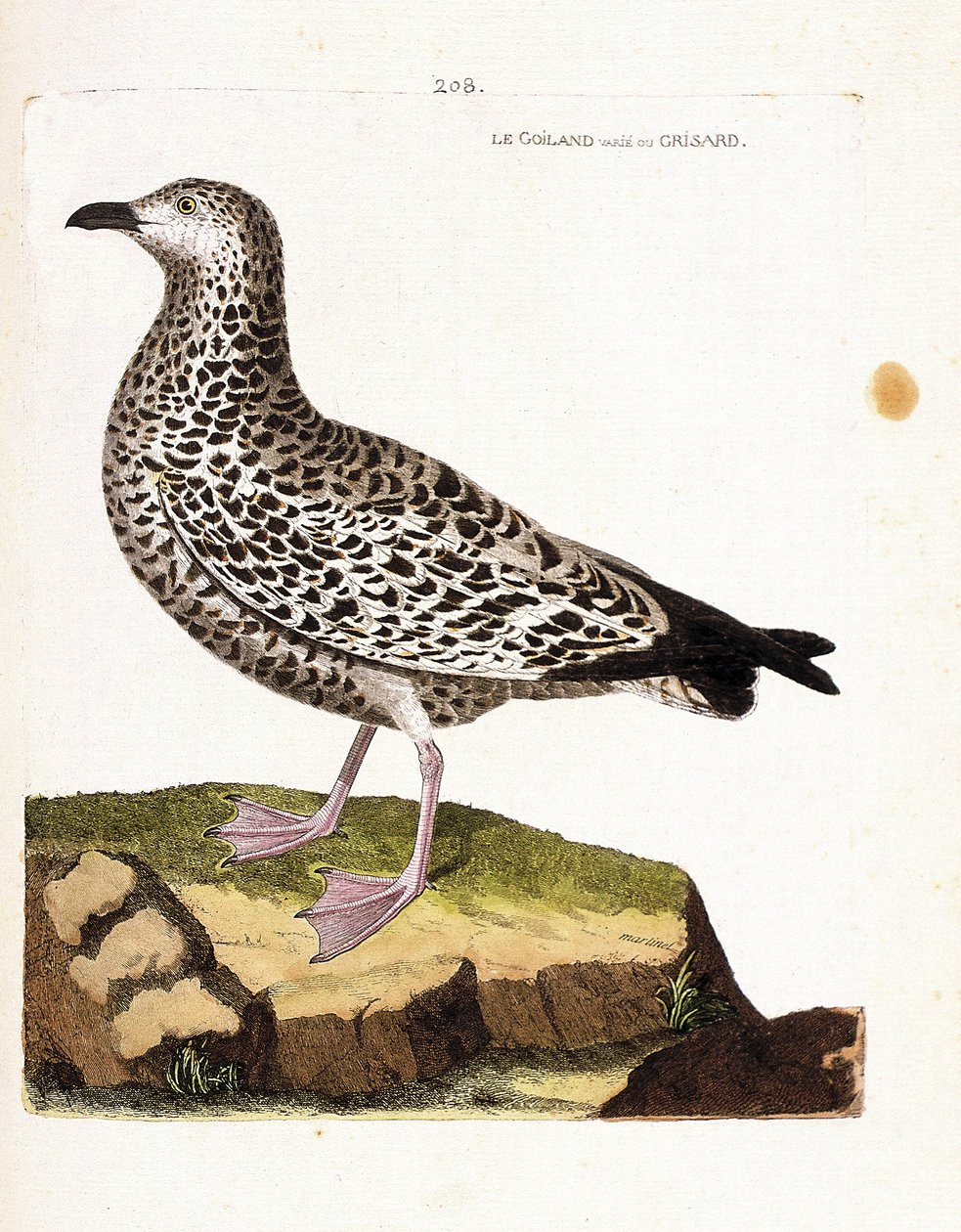 Wykres zoologiczny (ornitologia): goiland zmienny lub grisard (goeland lub larus sp). Ilustracja w „Historii ptaków malowanych w ich pozornych i wrażliwych aspektach” Francois Nicolas Martinet (1731-1800). Prywatna kolekcja. autorstwa Francois Nicolas Martinet