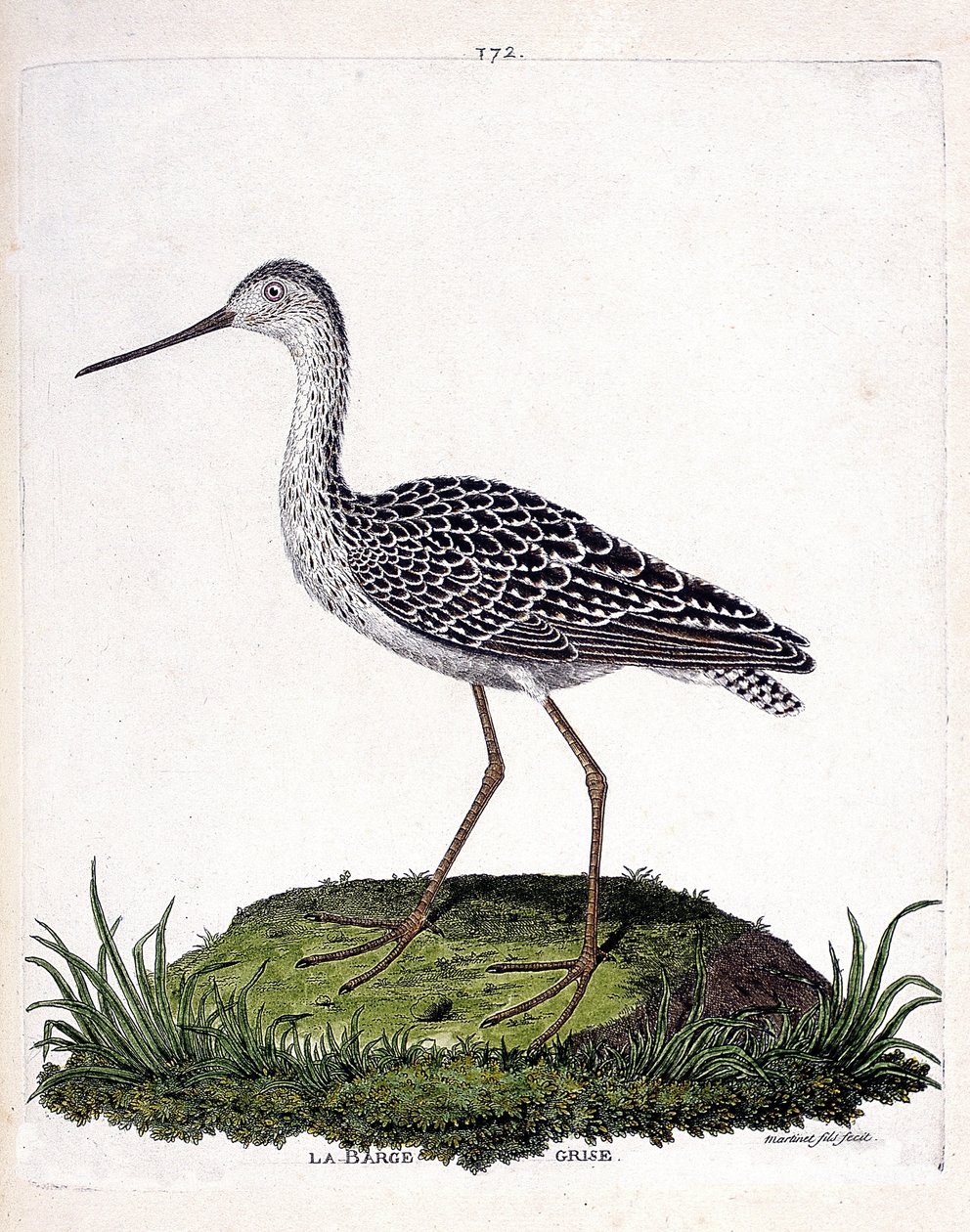 Mapa zoologiczna (ornitologia): barka szara (barka czerwona lub limosa lapponica). Ilustracja w „Historii ptaków malowanych w ich pozornych i wrażliwych aspektach” Francois Nicolas Martinet (1731-1800). Prywatna kolekcja. autorstwa Francois Nicolas Martinet