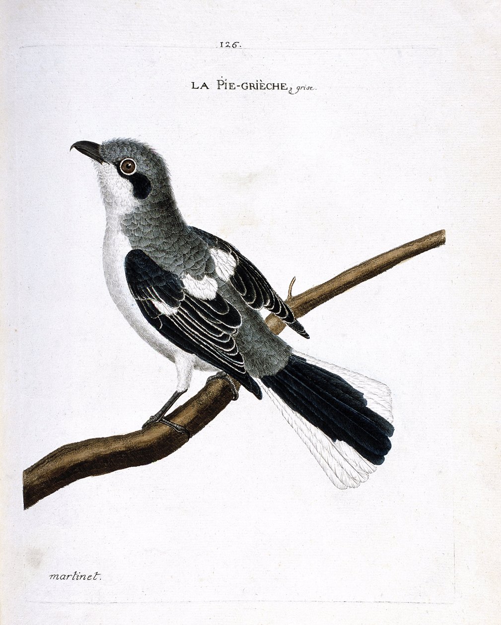 Wykres zoologiczny (ornitologia): szary grieche (dzierzba lub lanius excubitor) na gałęzi. Ilustracja w „Historii ptaków, namalowanych w ich pozornych i wrażliwych aspektach” Francois Nicolas Martinet (1731-1800). Prywatna kolekcja. autorstwa Francois Nicolas Martinet
