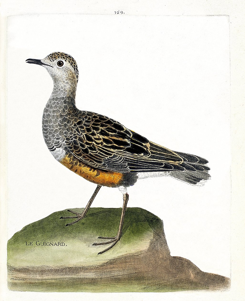 Wykres zoologiczny (ornitologia): guignard (sieweczka guignard lub eudromias morinellus). Ilustracja w „Historii ptaków, namalowanych w ich pozornych i wrażliwych aspektach” Francois Nicolas Martinet (1731-1800). Prywatna kolekcja. autorstwa Francois Nicolas Martinet