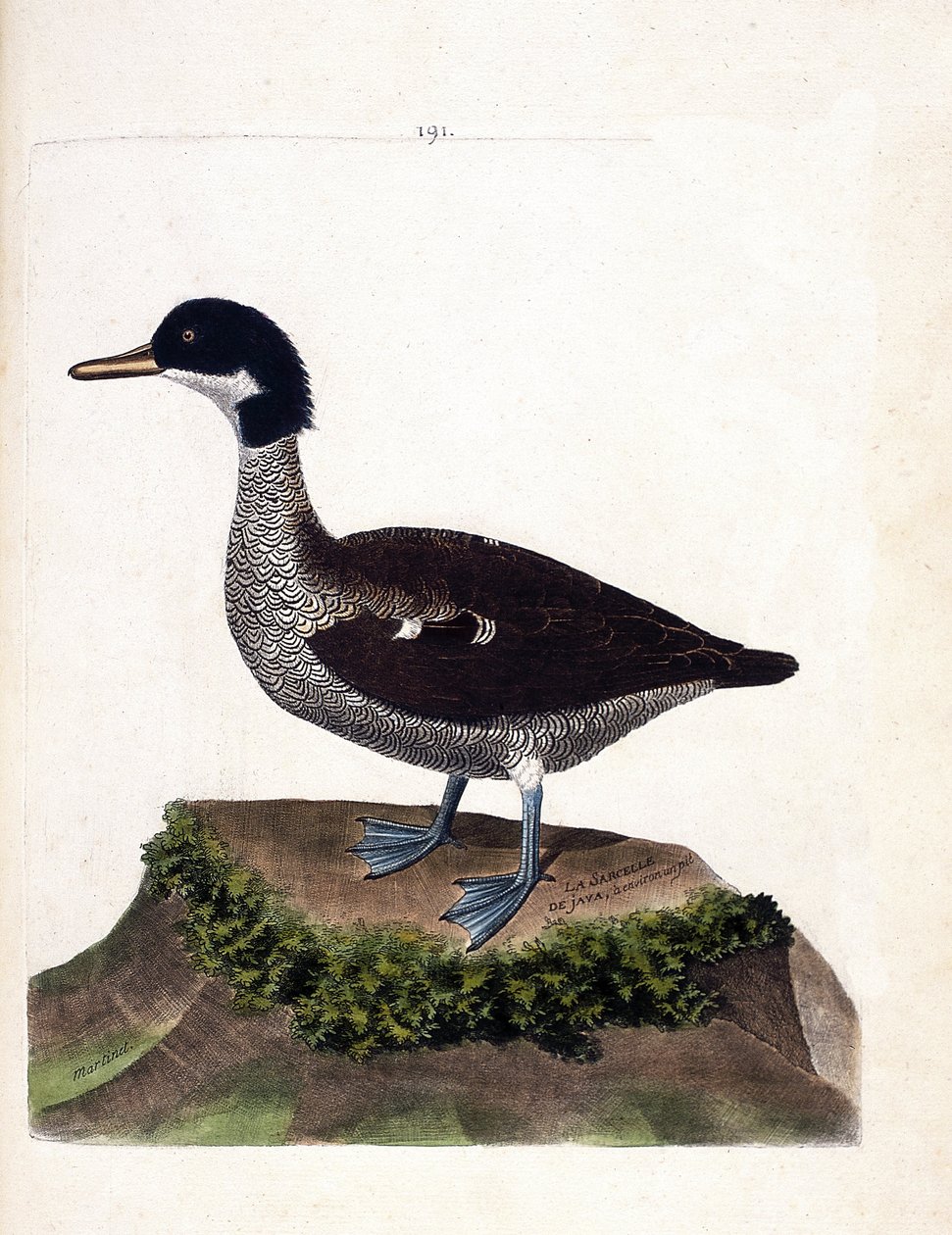 Wykres zoologiczny (ornitologia): cyraneczka jawajska (szara cyraneczka lub gibberifron anas). Ilustracja w „Historii ptaków, namalowanych w ich pozornych i wrażliwych aspektach” Francois Nicolas Martinet (1731-1800). Prywatna kolekcja. autorstwa Francois Nicolas Martinet