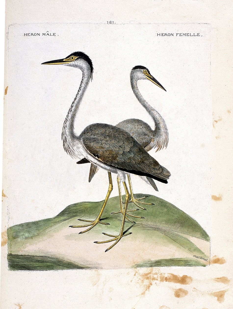Wykres zoologiczny (ornitologia): czapla samiec i samica (heron ash lub ardea cinerea). Ilustracja w „Historii ptaków, namalowanych w ich pozornych i wrażliwych aspektach” Francois Nicolas Martinet (1731-1800). Prywatna kolekcja. autorstwa Francois Nicolas Martinet