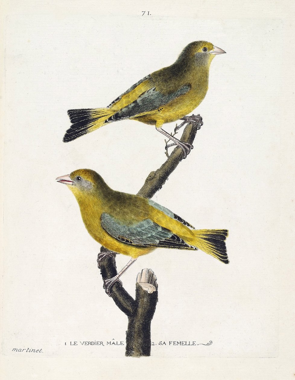 Wykres zoologiczny (ornitologia): męski i żeński verdier (verdier europejski lub carduelis chloris) na gałęzi. Ilustracja w „Historii ptaków, namalowanych w ich pozornych i wrażliwych aspektach” Francois Nicolas Martinet (1731-1800). Prywatna kolegium autorstwa Francois Nicolas Martinet
