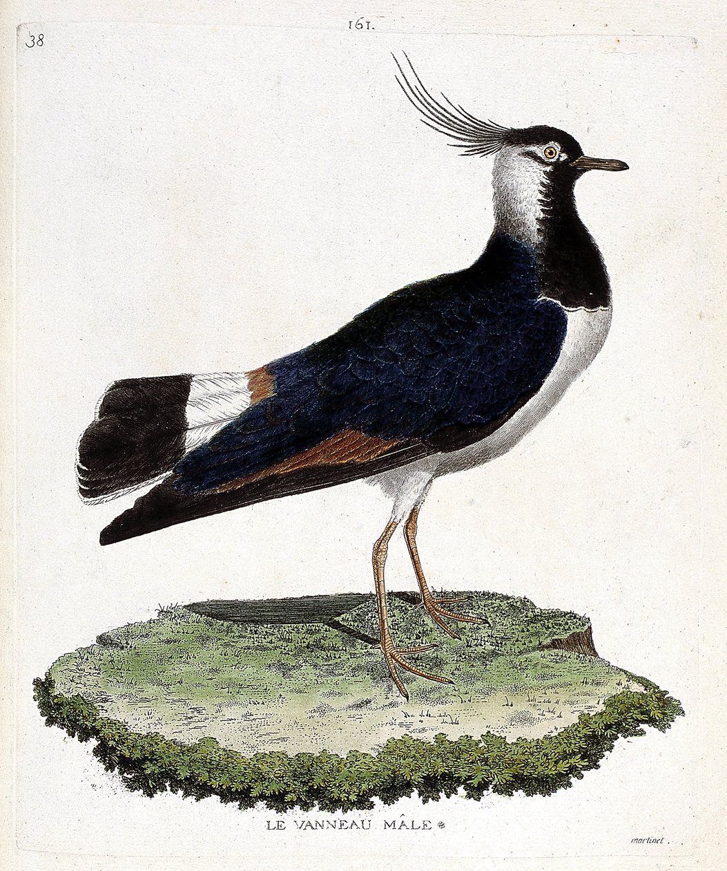 Wykres zoologiczny (ornitologia): samiec jagnięciny (zapętlony lub vanellus vanellus). Ilustracja w „Historii ptaków, namalowanych w ich pozornych i wrażliwych aspektach” Francois Nicolas Martinet (1731-1800). Prywatna kolekcja. autorstwa Francois Nicolas Martinet