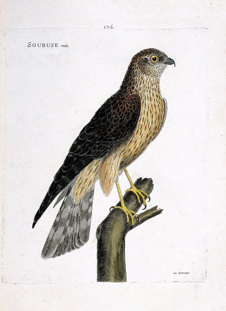 Wykres zoologiczny (ornitologia): męski soubus (busard saint martin lub circus cyaneus) na gałęzi. Ilustracja w „Historii ptaków malowanych w ich pozornych i wrażliwych aspektach” Francois Nicolas Martinet (1731-1800). Prywatna kolekcja. autorstwa Francois Nicolas Martinet