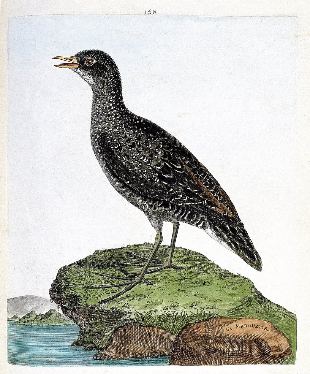 Wykres zoologiczny (ornitologia): maruet (maruet punktowy lub porzana porzana). Ilustracja w „Historii ptaków, namalowanych w ich pozornych i wrażliwych aspektach” Francois Nicolas Martinet (1731-1800). Prywatna kolekcja. autorstwa Francois Nicolas Martinet
