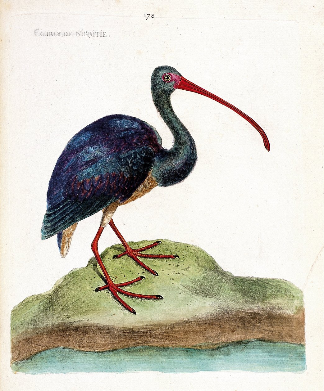 Wykres zoologiczny (ornitologia): courly nigritie (ibis falcinelle lub plegadis falcinellus). Ilustracja w „Historii ptaków malowanych w ich pozornych i wrażliwych aspektach” Francois Nicolas Martinet (1731-1800). Prywatna kolekcja. autorstwa Francois Nicolas Martinet
