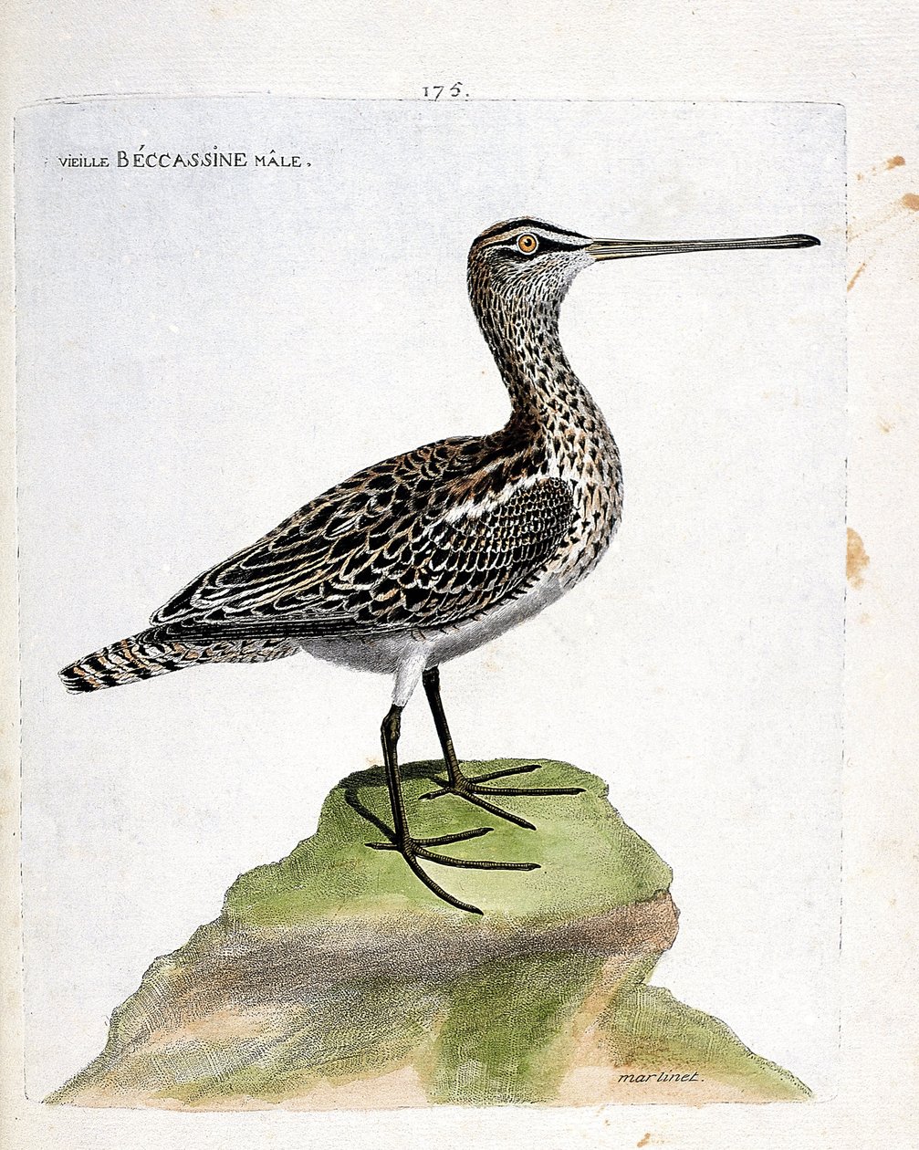 Wykres zoologiczny (ornitologia): stary samiec becassine (becassine bagienna lub gallinago gallinago). Ilustracja w „Historii ptaków malowanych w ich pozornych i wrażliwych aspektach” Francois Nicolas Martinet (1731-1800). Prywatna kolekcja. autorstwa Francois Nicolas Martinet