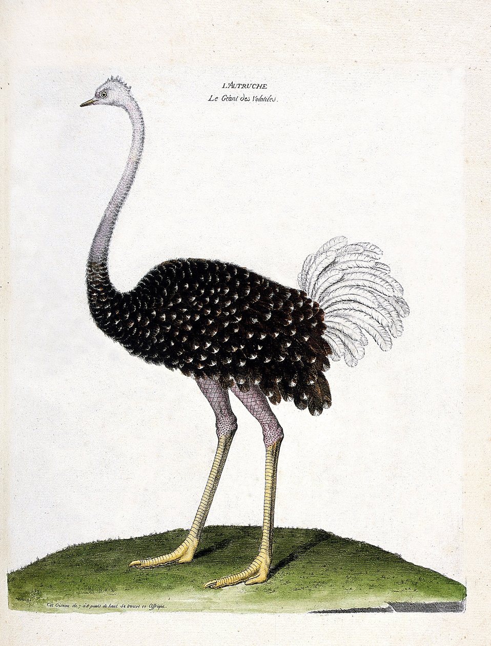 Wykres zoologiczny (ornitologia): struś (struthio camelus). Ilustracja w „Historii ptaków, namalowanych w ich pozornych i wrażliwych aspektach” Francois Nicolas Martinet (1731-1800). Prywatna kolekcja. autorstwa Francois Nicolas Martinet