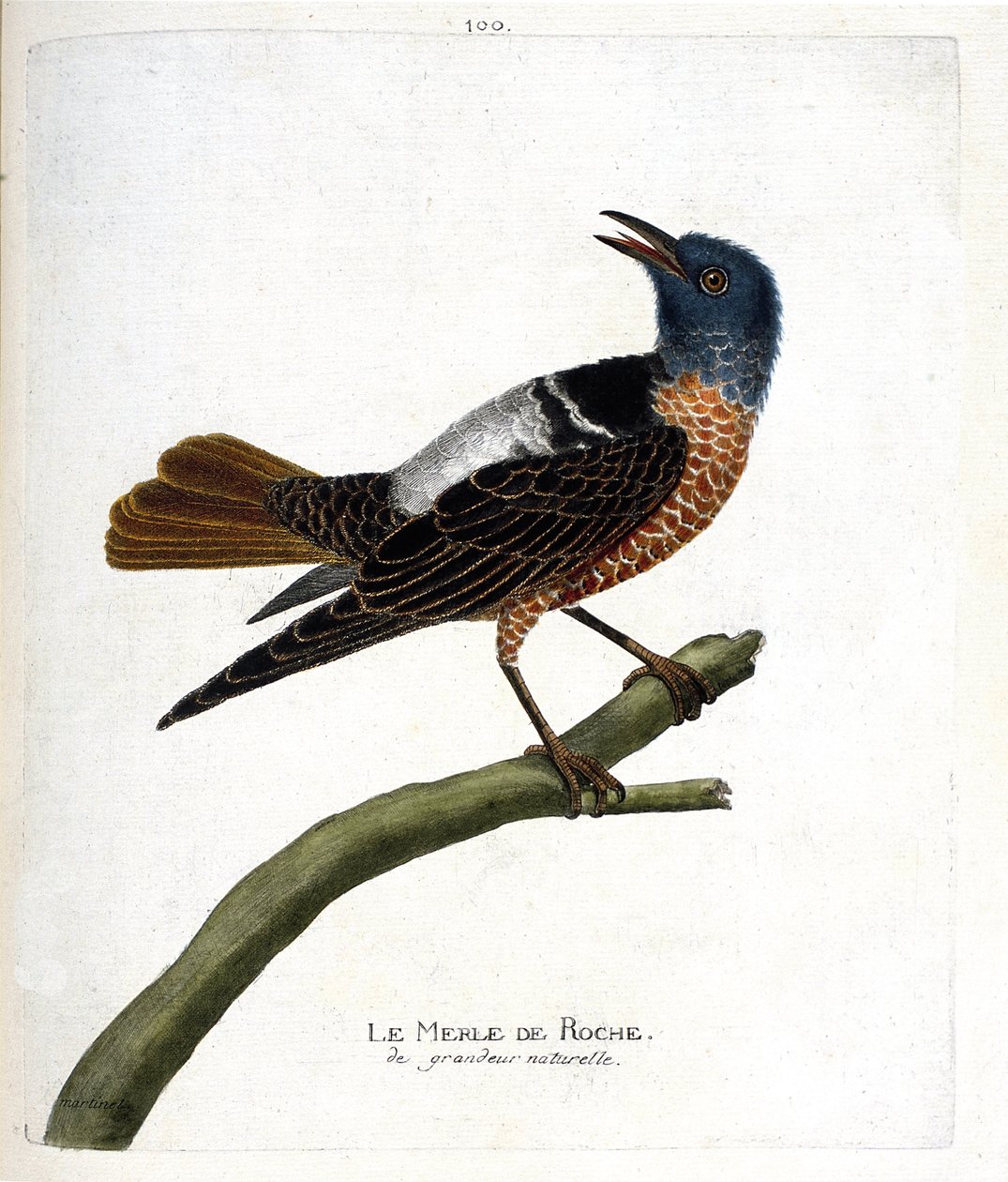 Wykres zoologiczny (ornitologia): kos skalny (kos skalny lub monticola saxatilis). Ilustracja w „Historii ptaków, namalowanych w ich pozornych i wrażliwych aspektach” Francois Nicolas Martinet (1731-1800). Prywatna kolekcja. autorstwa Francois Nicolas Martinet