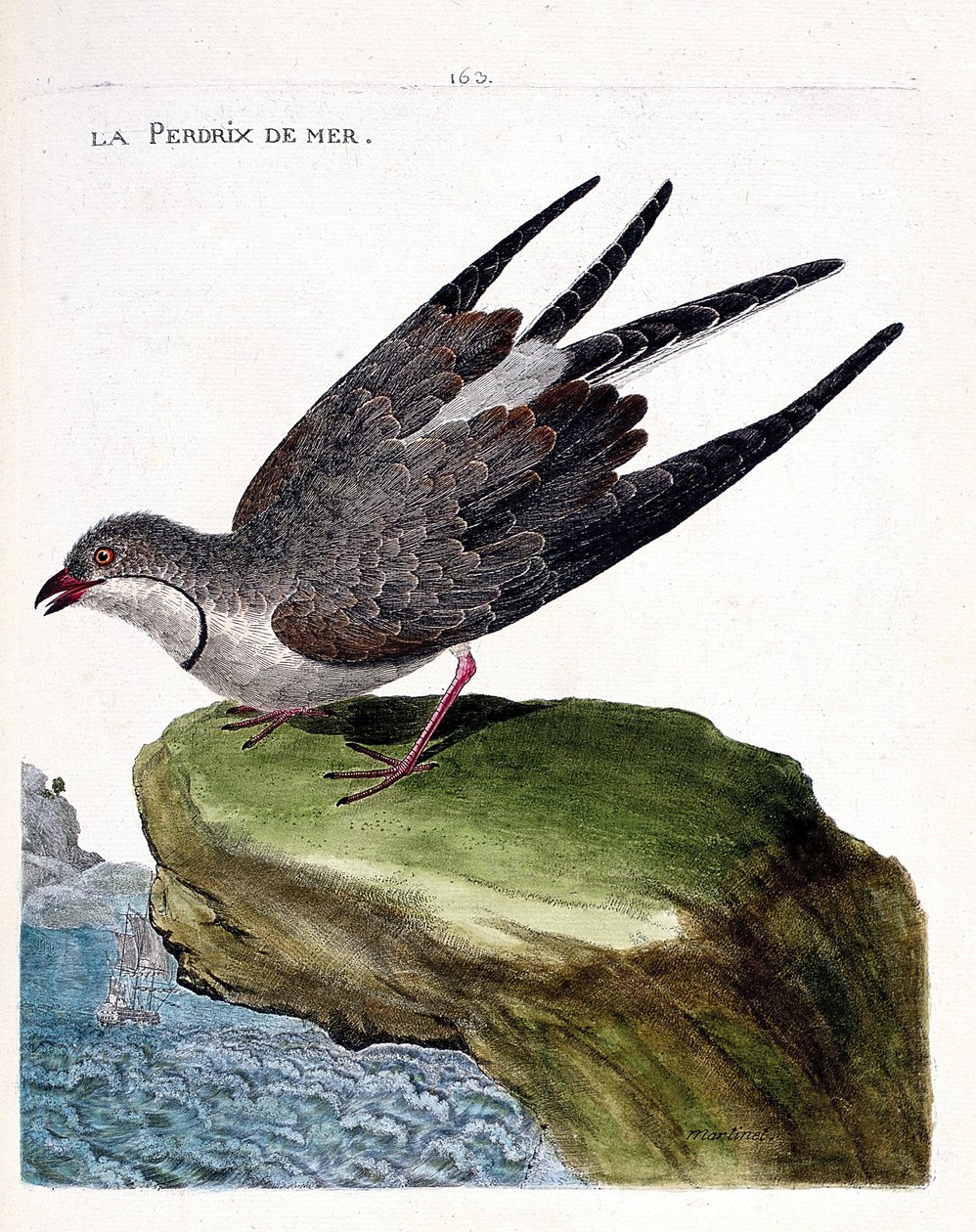 Mapa zoologiczna (ornitologia): kuropatwa morska (glareola naszyjnik lub glareola pratincola). Ilustracja w „Historii ptaków malowanych w ich pozornych i wrażliwych aspektach” Francois Nicolas Martinet (1731-1800). Prywatna kolekcja. autorstwa Francois Nicolas Martinet