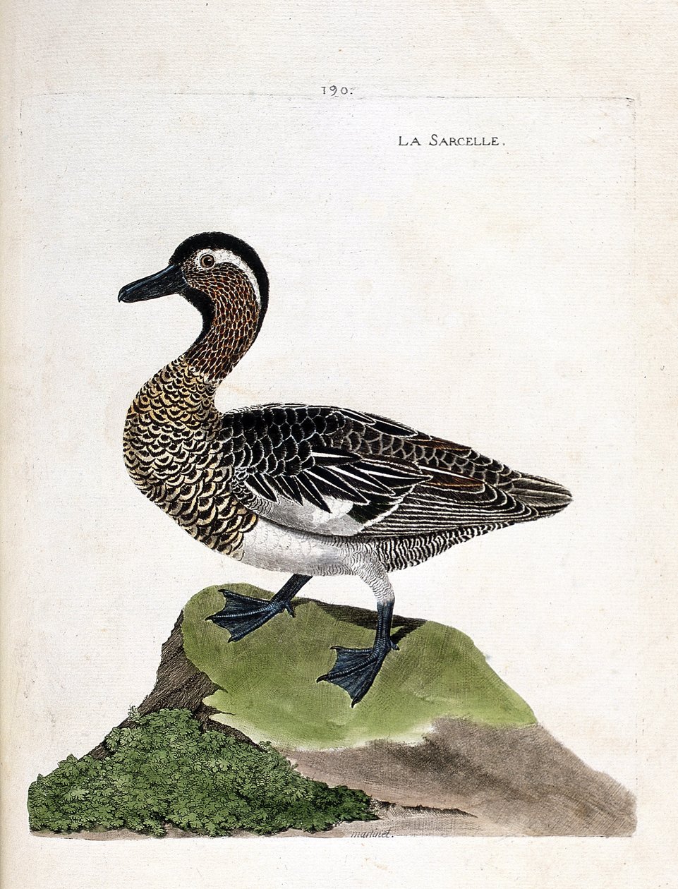 Wykres zoologiczny (ornitologia): cyraneczka (letni cyraneczka lub anas querquedula). Ilustracja w „Historii ptaków malowanych w ich pozornych i wrażliwych aspektach” Francois Nicolas Martinet (1731-1800). Prywatna kolekcja. autorstwa Francois Nicolas Martinet