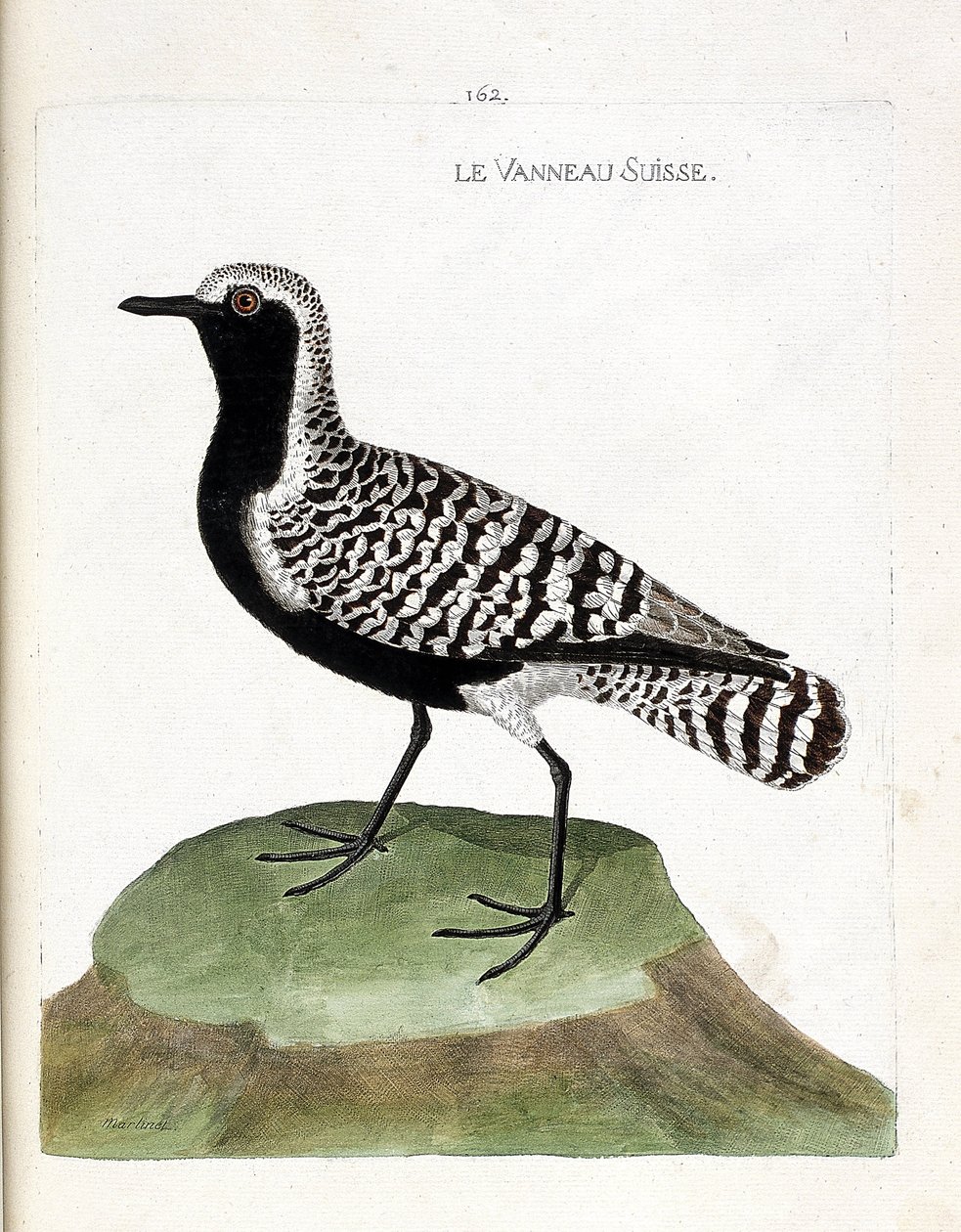 Wykres zoologiczny (ornitologia): jagnięcina szwajcarska (sieweczka srebrzysta lub pluvialis squatarola). Ilustracja w „Historii ptaków malowanych w ich pozornych i wrażliwych aspektach” Francois Nicolas Martinet (1731-1800). Prywatna kolekcja. autorstwa Francois Nicolas Martinet