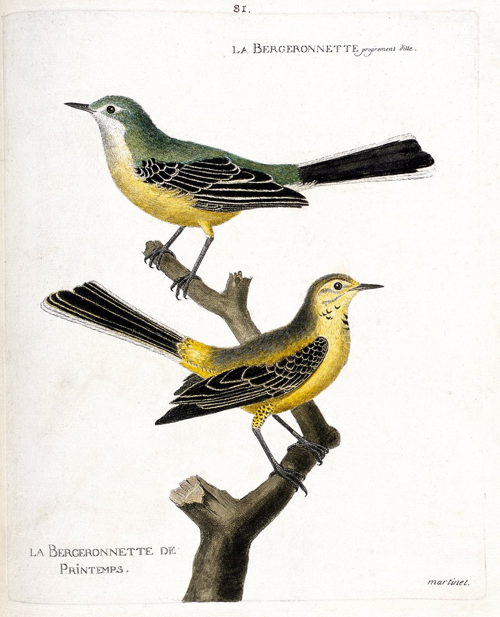 Wykres zoologiczny (ornitologia): sama bergeronette i wiosenna bergeronette (wiosenna bergeronette lub motacilla flava) na gałęzi. Ilustracja w „Historii ptaków malowanych w ich pozornych i wrażliwych aspektach” Francois Nicolas Ma autorstwa Francois Nicolas Martinet