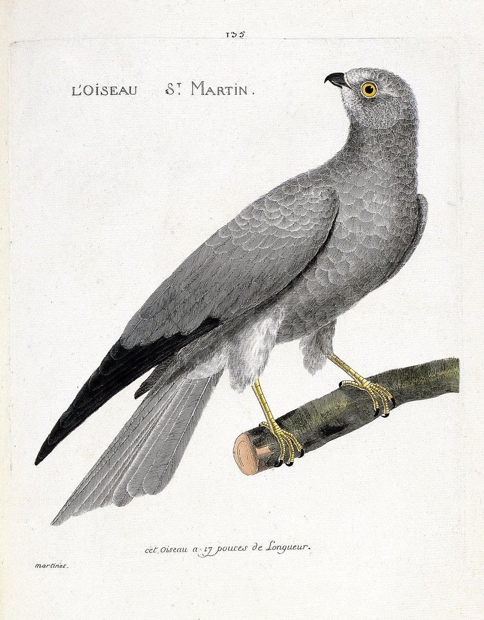 Wykres zoologiczny (ornitologia): ptasi święty martin (busard saint martin lub circus cyaneus) na gałęzi. Ilustracja w „Historii ptaków, namalowanych w ich pozornych i wrażliwych aspektach” Francois Nicolas Martinet (1731-1800). Prywatna kolekcja autorstwa Francois Nicolas Martinet