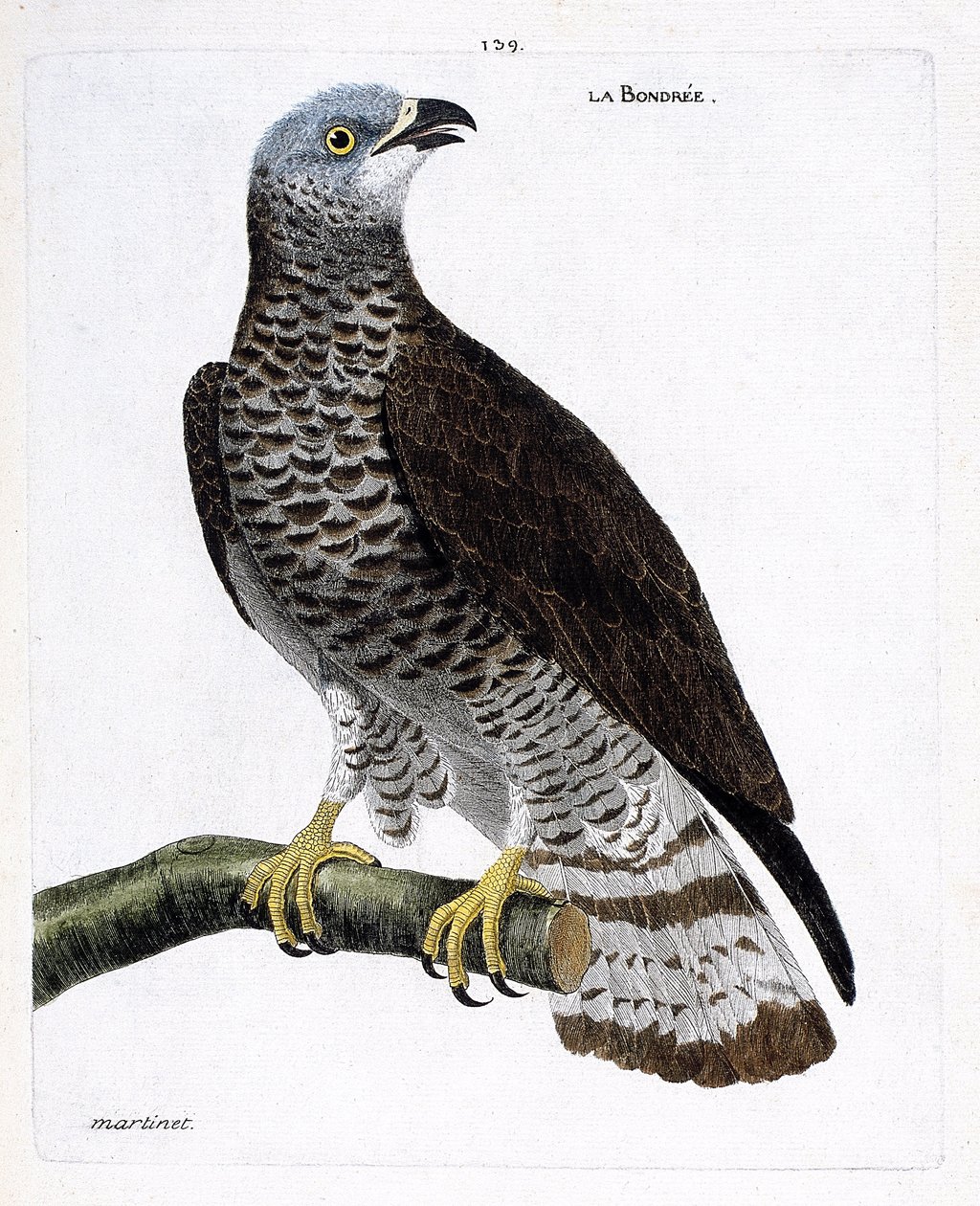 Wykres zoologiczny (ornitologia): bondree (apivore bondree lub pernis apivorus) na gałęzi. Ilustracja w „Historii ptaków, namalowanych w ich pozornych i wrażliwych aspektach” Francois Nicolas Martinet (1731-1800). Prywatna kolekcja. autorstwa Francois Nicolas Martinet