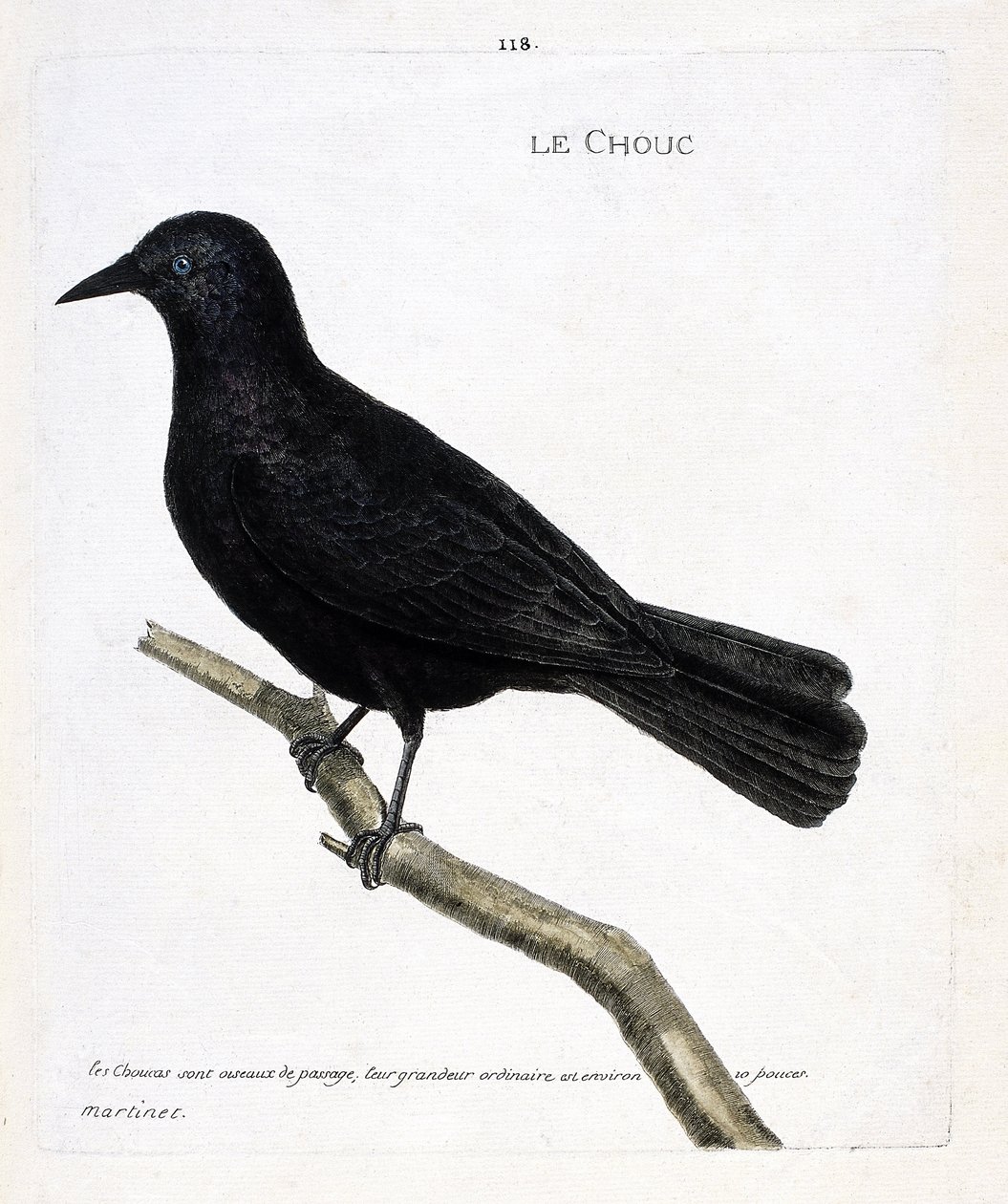Wykres zoologiczny (ornitologia): kapusta (kapusta z wież lub corvus monedula) na gałęzi. Ilustracja w „Historii ptaków, namalowanych w ich pozornych i wrażliwych aspektach” Francois Nicolas Martinet (1731-1800). Prywatna kolekcja. autorstwa Francois Nicolas Martinet