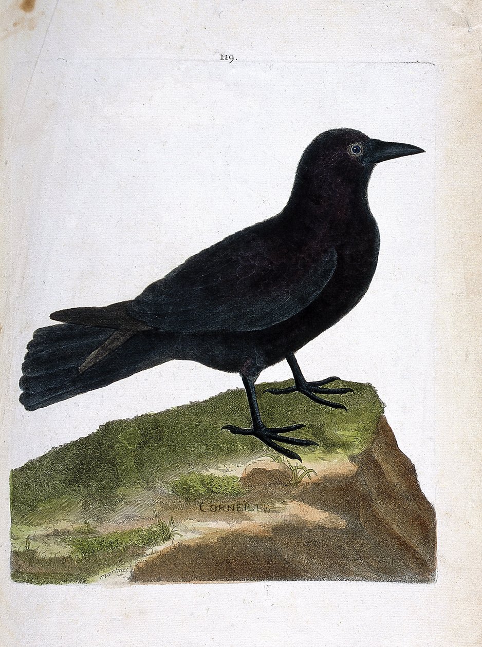 Wykres zoologiczny (ornitologia): wrona (czarna wrona lub corvus corone). Ilustracja w „Historii ptaków, namalowanych w ich pozornych i wrażliwych aspektach” Francois Nicolas Martinet (1731-1800). Prywatna kolekcja. autorstwa Francois Nicolas Martinet