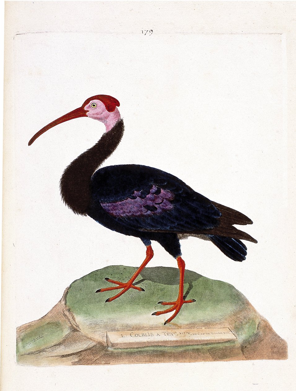 Mapa zoologiczna (ornitologia): kulik ma gołą głowę czapki dobrej nadziei (ibis du cap lub geronticus calvus). Ilustracja w „Historii ptaków, namalowanych w ich wyglądzie i wrażliwych aspektach” Francois Nicolas Martinet (1731-1800). P autorstwa Francois Nicolas Martinet