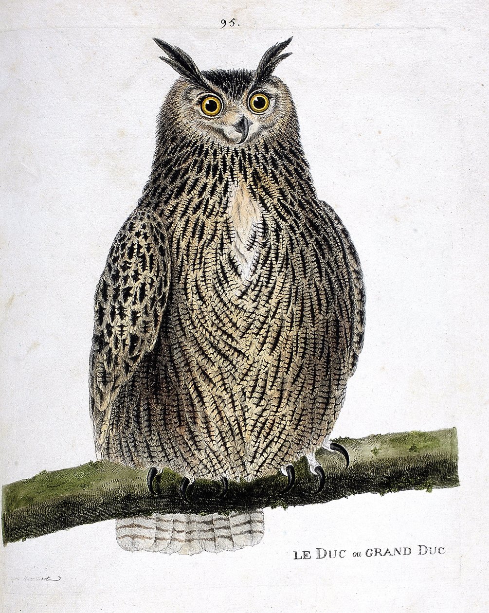 Wykres zoologiczny (ornitologia): książę lub wielki książę (wielki książę lub bubo bubo) na gałęzi. Ilustracja w „Historii ptaków malowanych w ich pozornych i wrażliwych aspektach” Francois Nicolas Martinet (1731-1800). Prywatna kolekcja. autorstwa Francois Nicolas Martinet