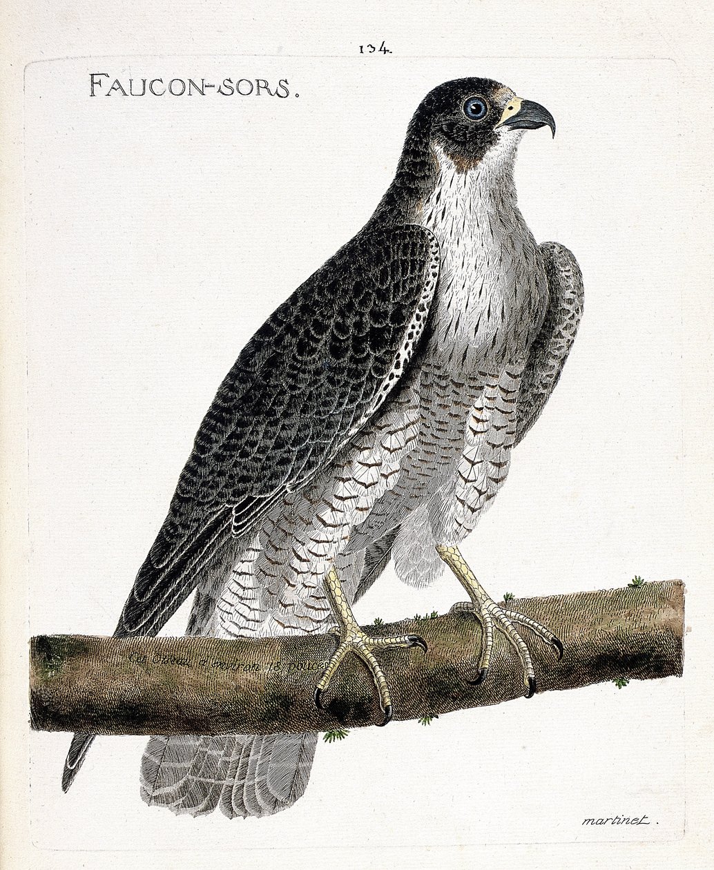 Wykres zoologiczny (ornitologia): sokół wychodzi lub sokół (sokół pelerynowy lub falco peregrinus) na gałęzi. Ilustracja w „Historii ptaków malowanych w ich pozornych i wrażliwych aspektach” Francois Nicolas Martinet (1731-1800). Pri autorstwa Francois Nicolas Martinet