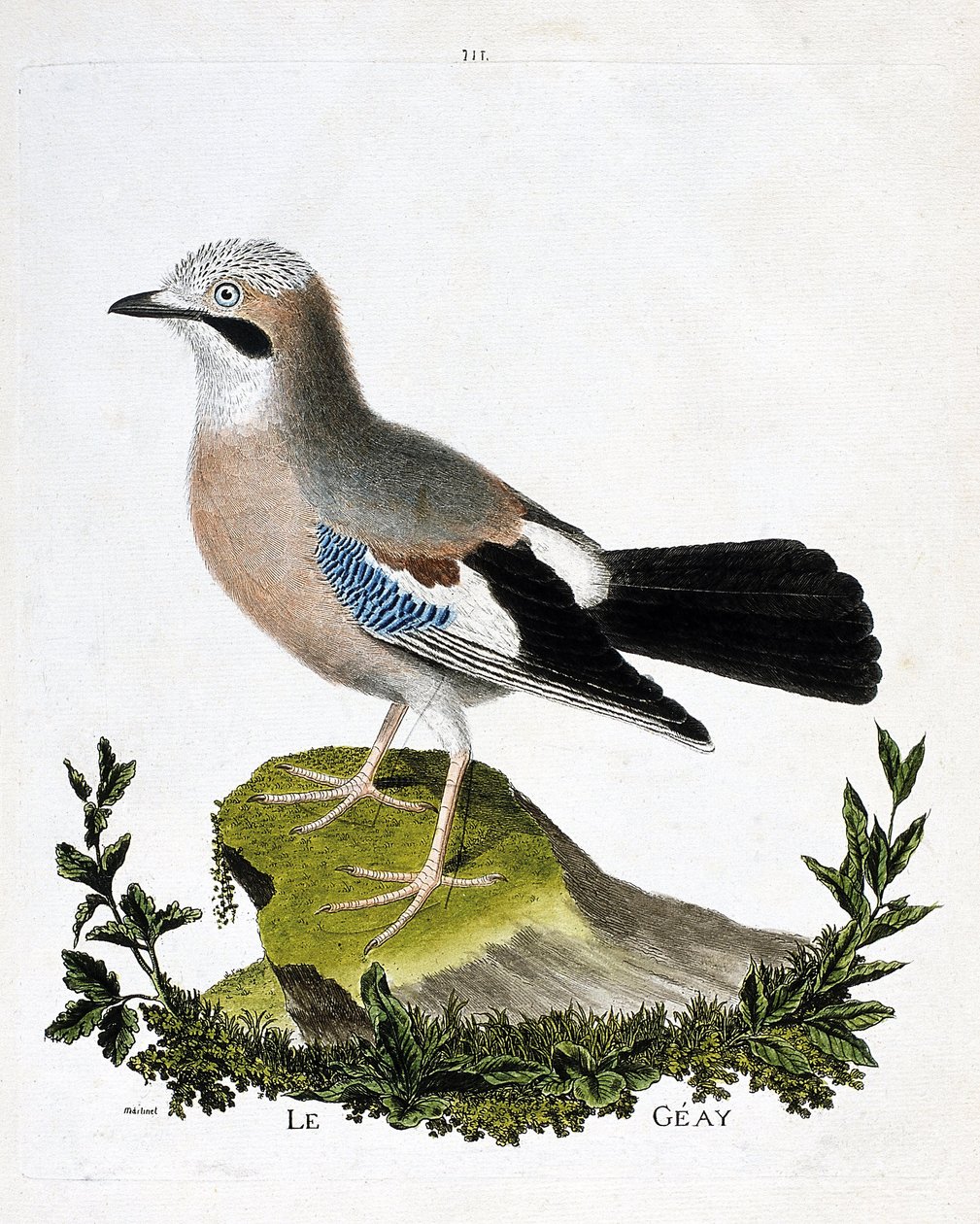 Wykres zoologiczny (ornitologia): geay (sójka pospolita lub garrulus glandarius). Ilustracja w „Historii ptaków, namalowanych w ich pozornych i wrażliwych aspektach” Francois Nicolas Martinet (1731-1800). Prywatna kolekcja. autorstwa Francois Nicolas Martinet