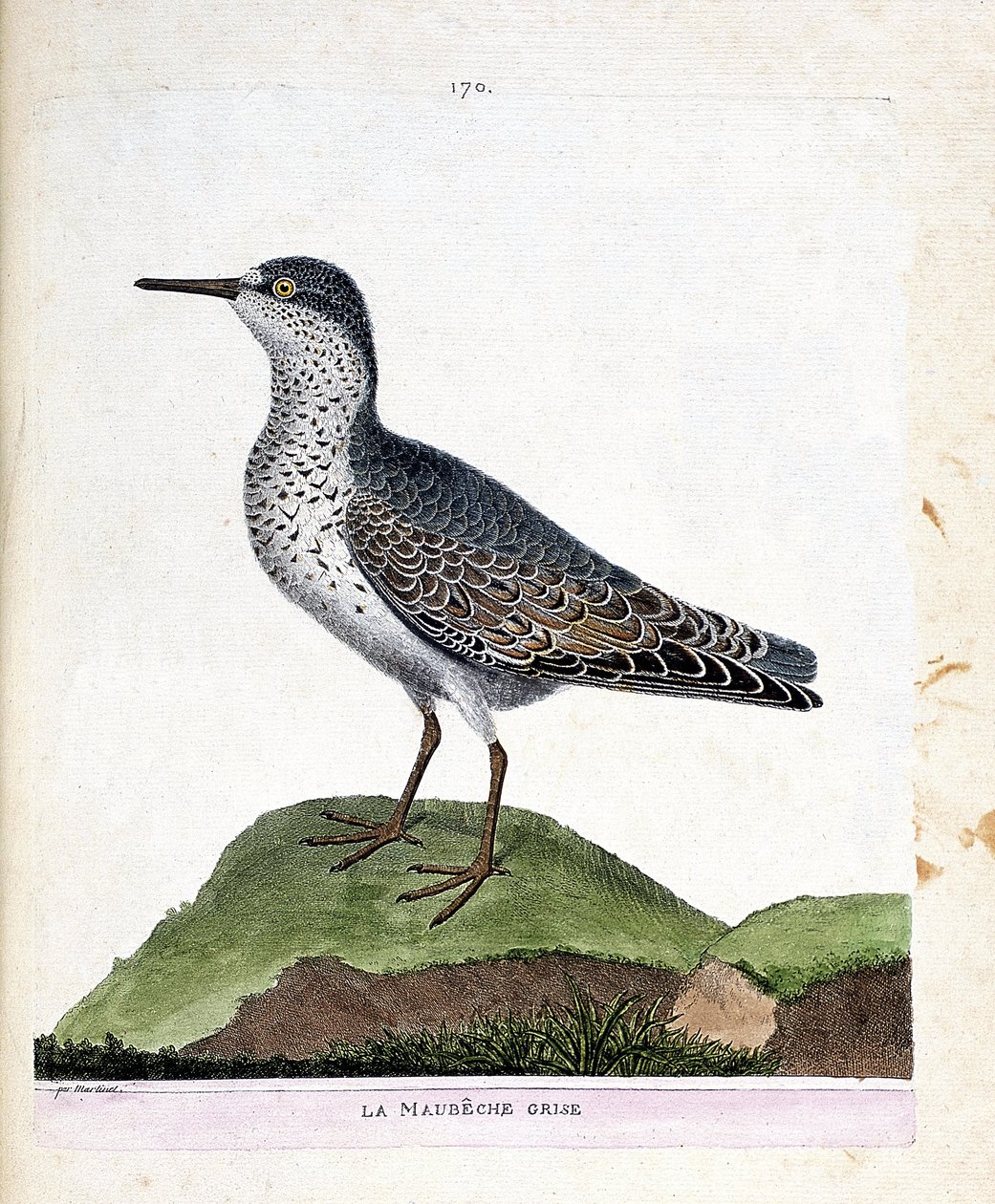 Wykres zoologiczny (ornitologia): szary maubeche (fioletowy dziób lub calidris maritima). Ilustracja w „Historii ptaków, namalowanych w ich pozornych i wrażliwych aspektach” Francois Nicolas Martinet (1731-1800). Prywatna kolekcja. autorstwa Francois Nicolas Martinet