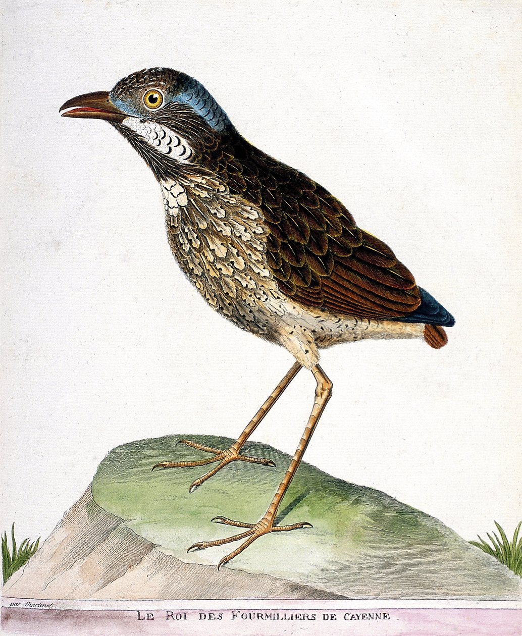 Wykres zoologiczny (ornitologia): król czwartego tysiąca Cayenne (grallaire king lub grallaria varia). Ilustracja w „Historii ptaków malowanych w ich pozornych i wrażliwych aspektach” Francois Nicolas Martinet (1731-1800). Prywatna kolegium autorstwa Francois Nicolas Martinet